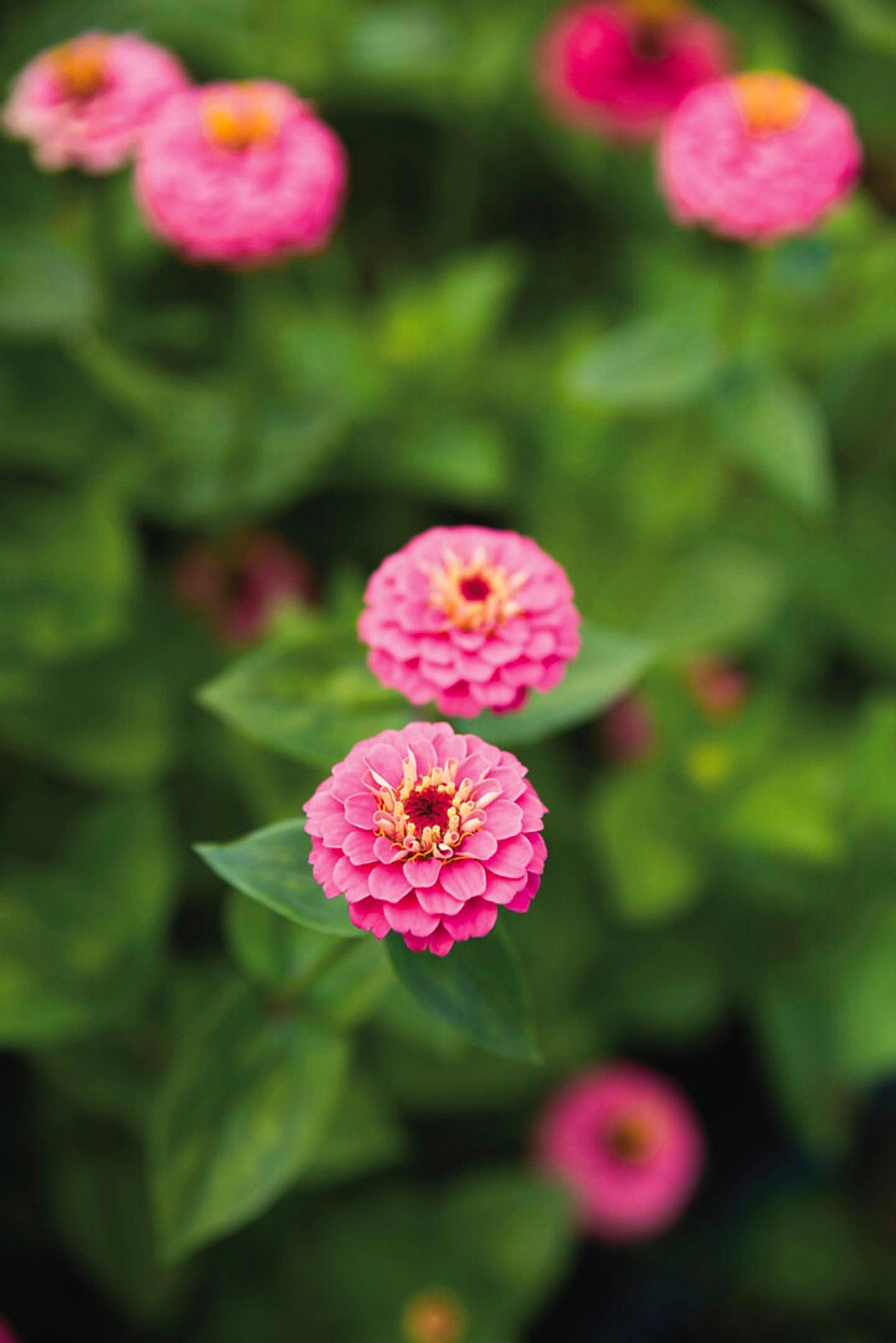 Tsinnia on helppo kesäkukka: isotsinnia ’Lilliput Rose Gem’.