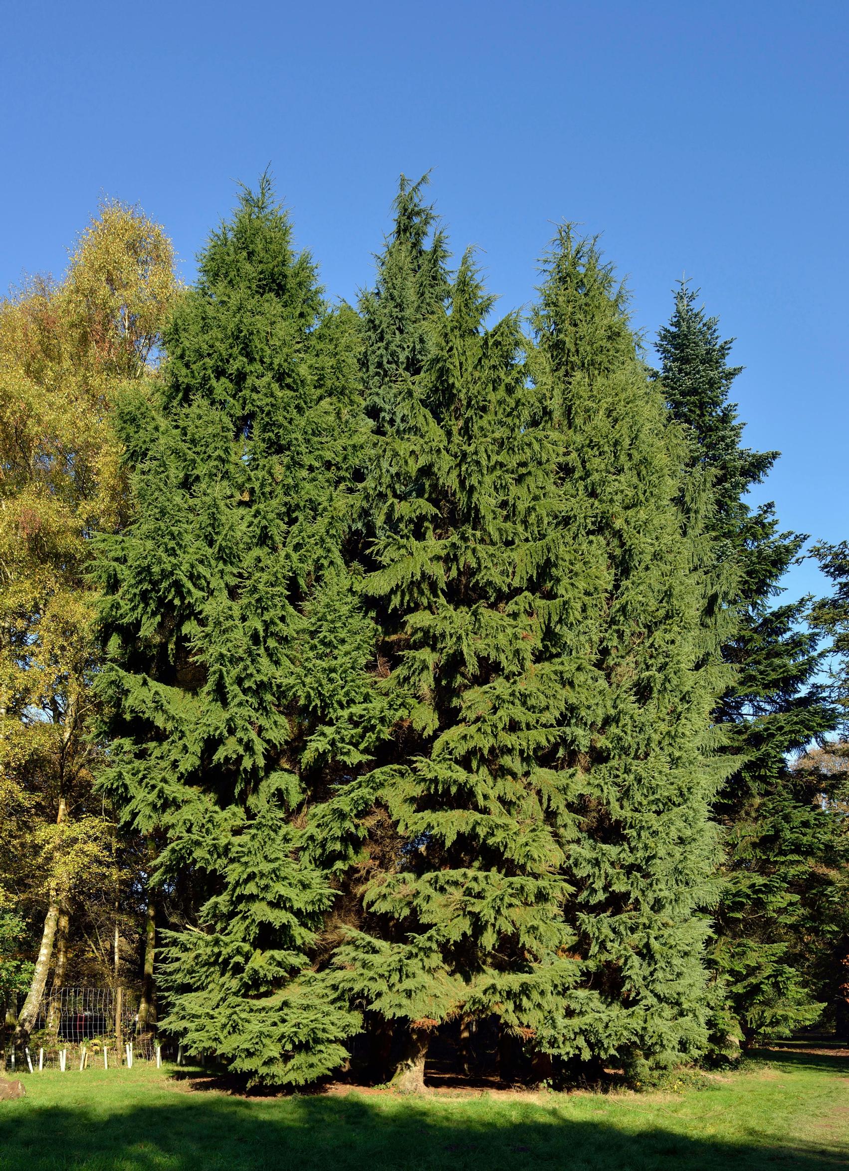 Vuorihemlokki