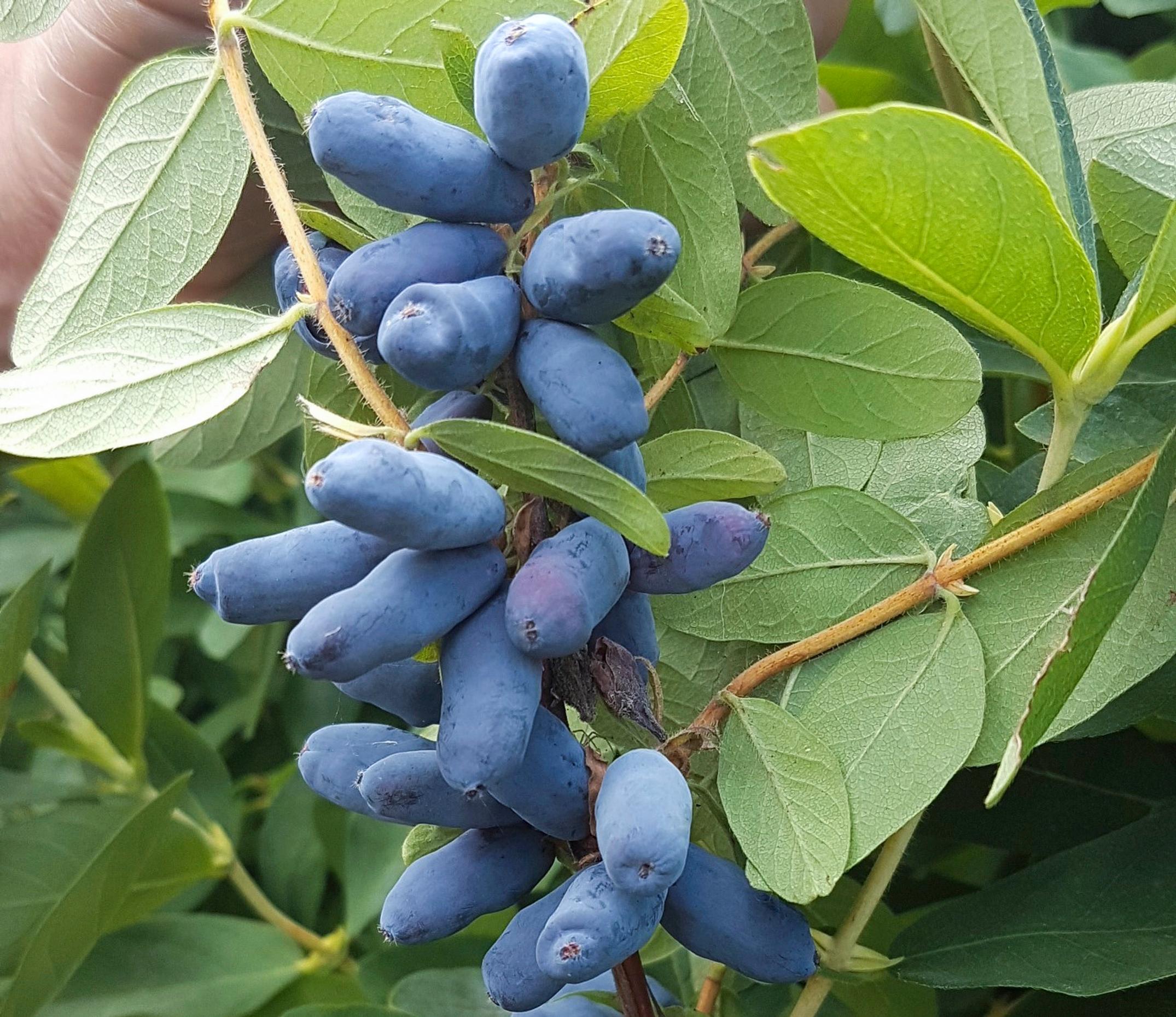 Hunajamarja eli makeasinikuusama ’Strawberry Sensation’.