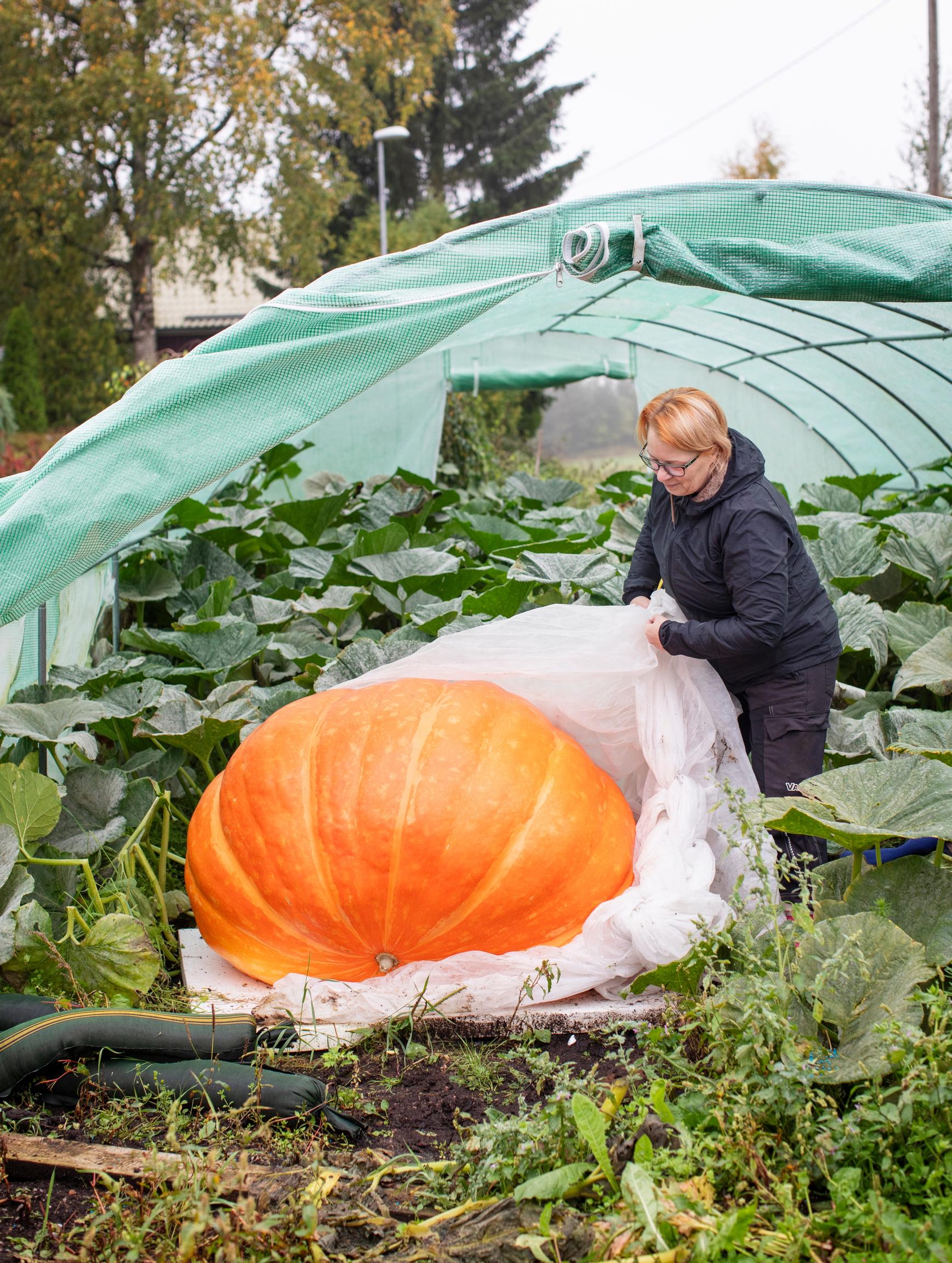 Suojaharson alta paljastuu Maijan lempikurpitsa, mammuttikurpitsa ’Atlantic Giant’.