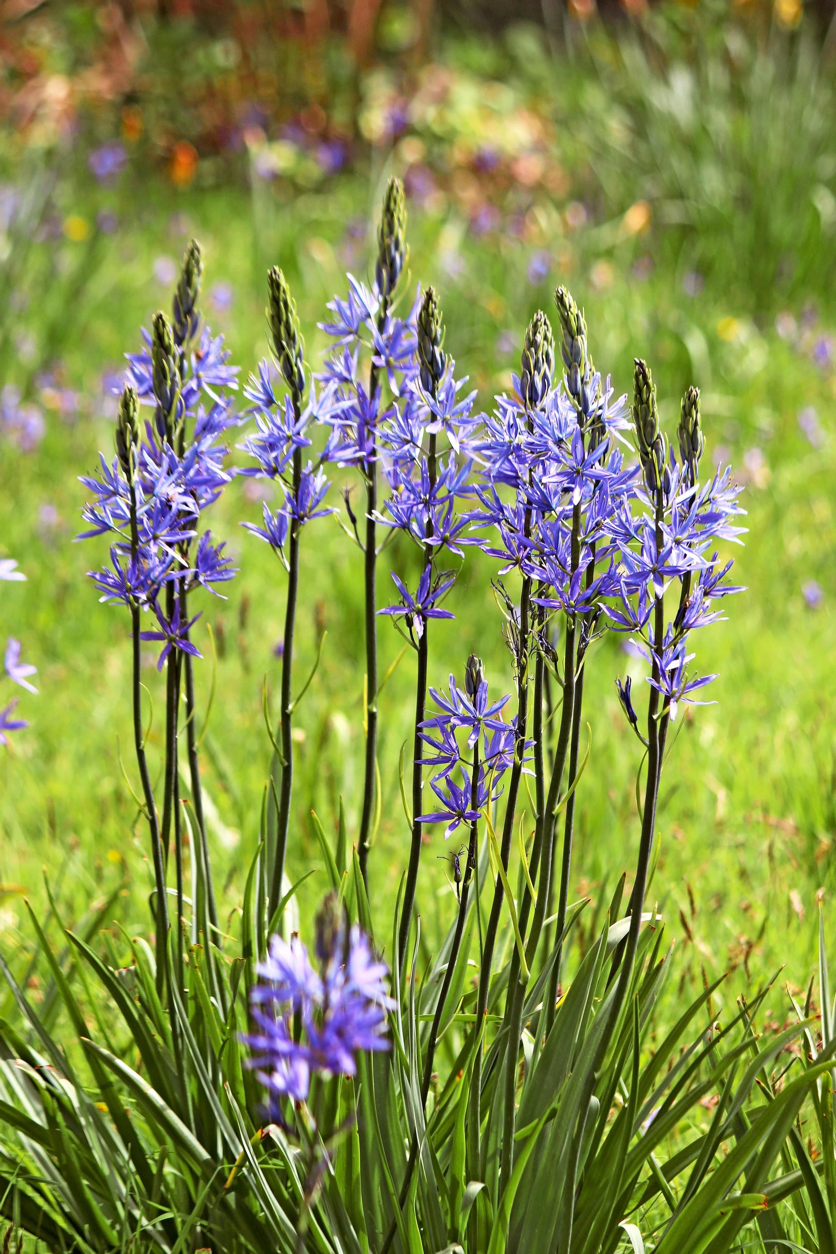 Isotähtihyasintti, Camassia leichtlinii