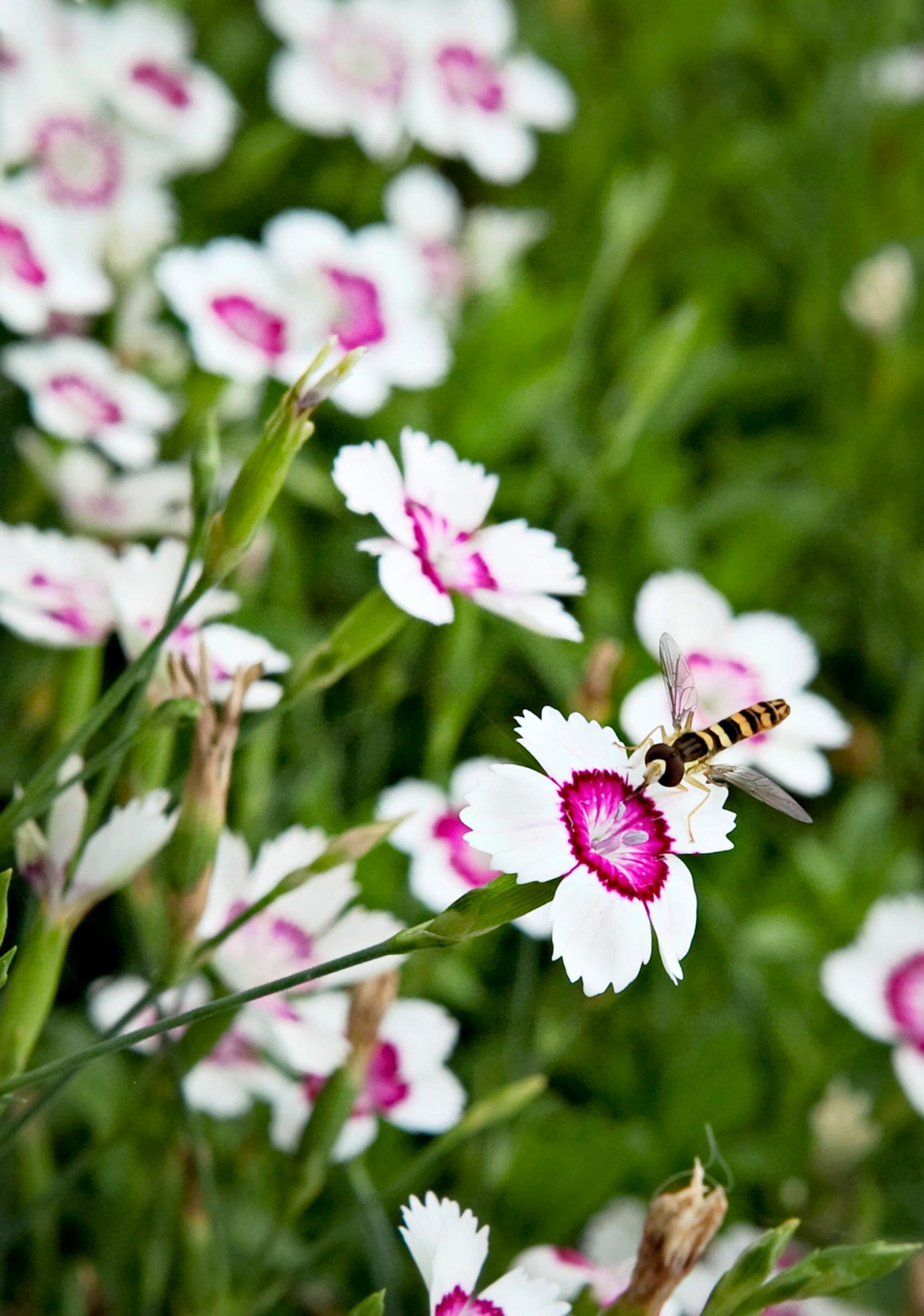 Ketoneilikka 'Arctic Fire'