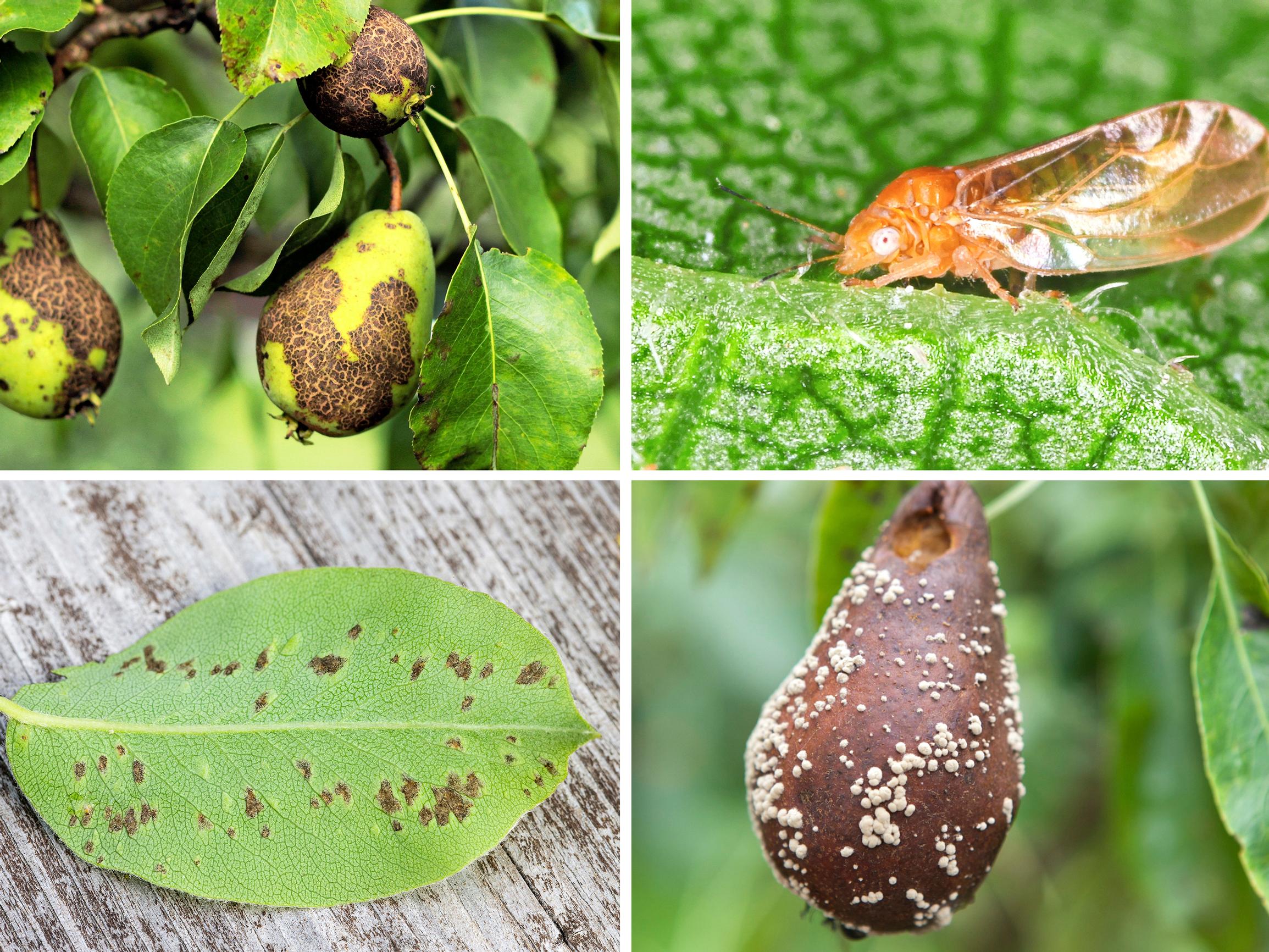 Päärynäpuun taudit ja tuholaiset – näin tunnistat ja torjut 4 yleisintä vitsausta
