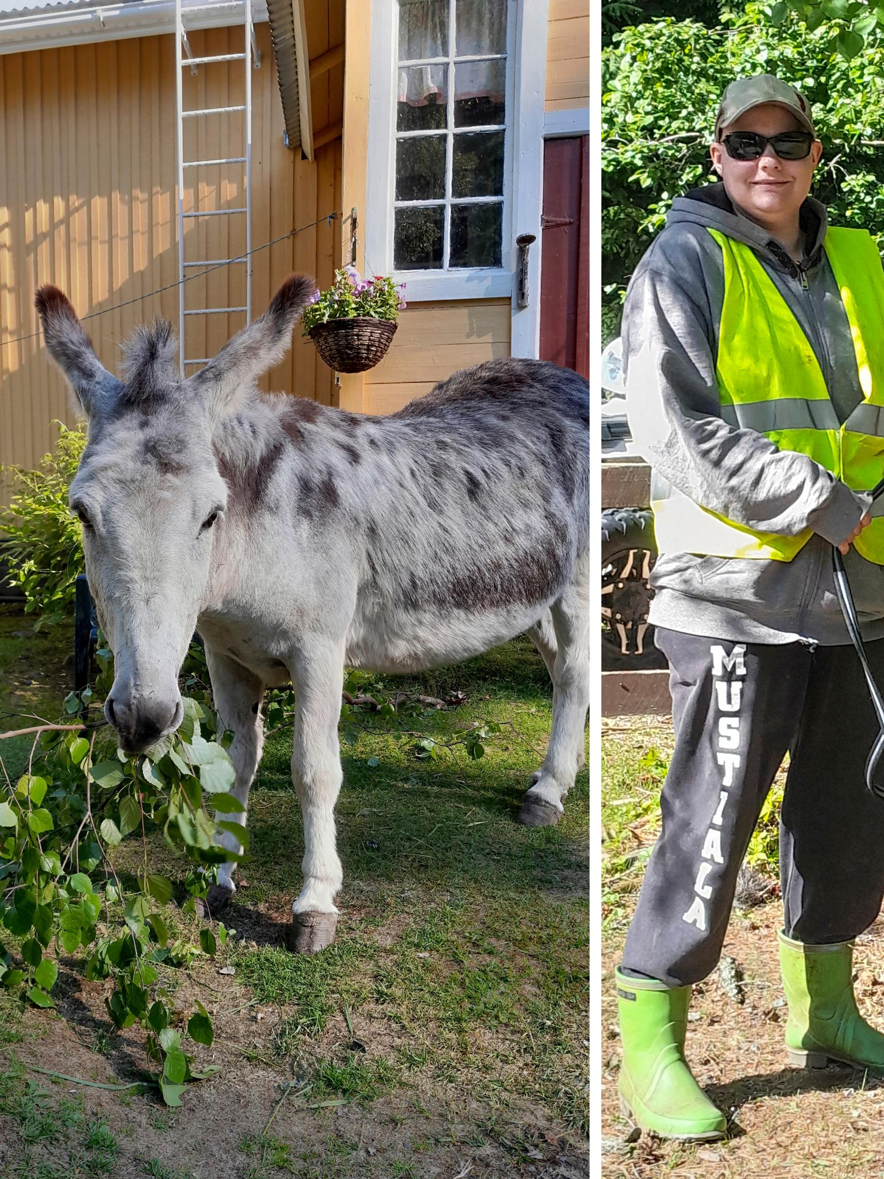 Virve mökkeilee kahden aasin kanssa! ”Aaseille voi kertoa huolet ja murheet, eivätkä ne lavertele eteenpäin”