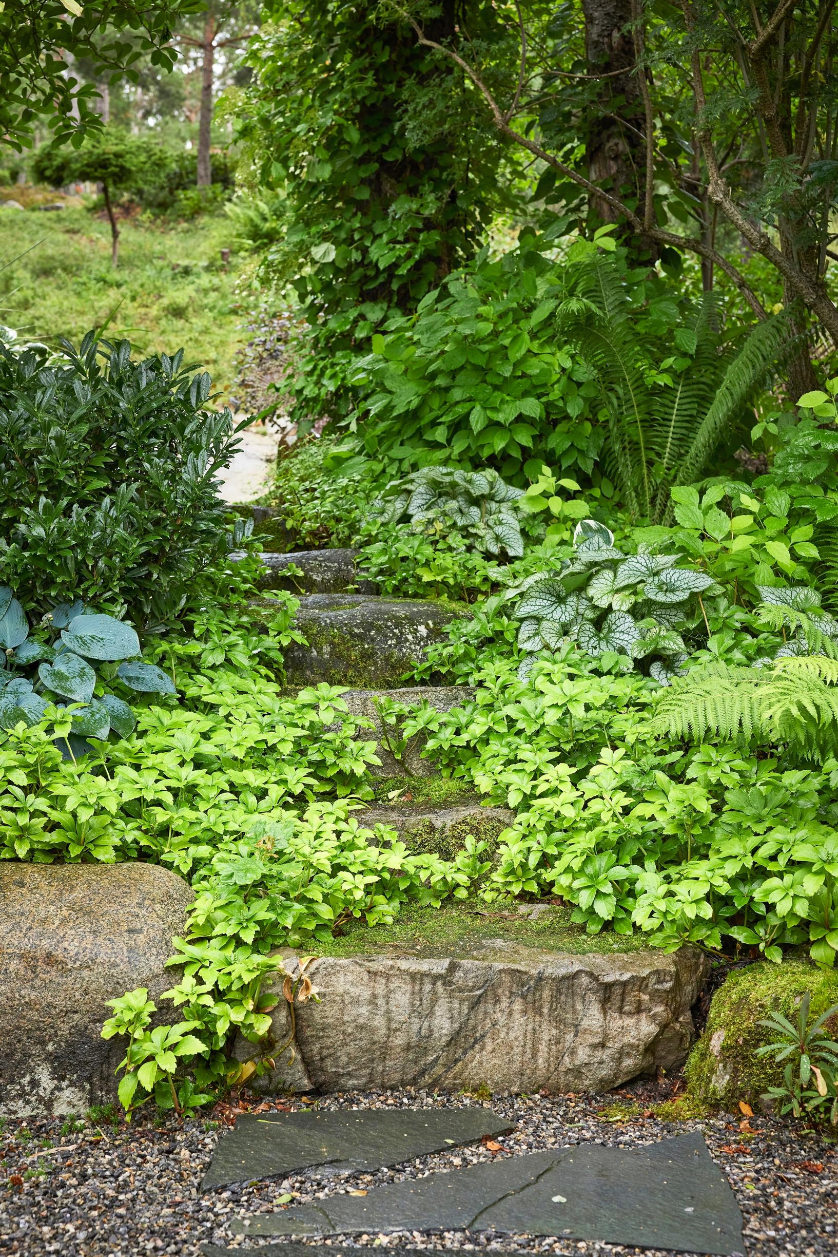 Moosegarden: kiviportaita vehreyttää varjoyrtti 'Green Carpet', oikealla kaukasianrotkolemmikki ‘Jack Frost’, vasemmalla laakerikirsikka 'Gajo'.