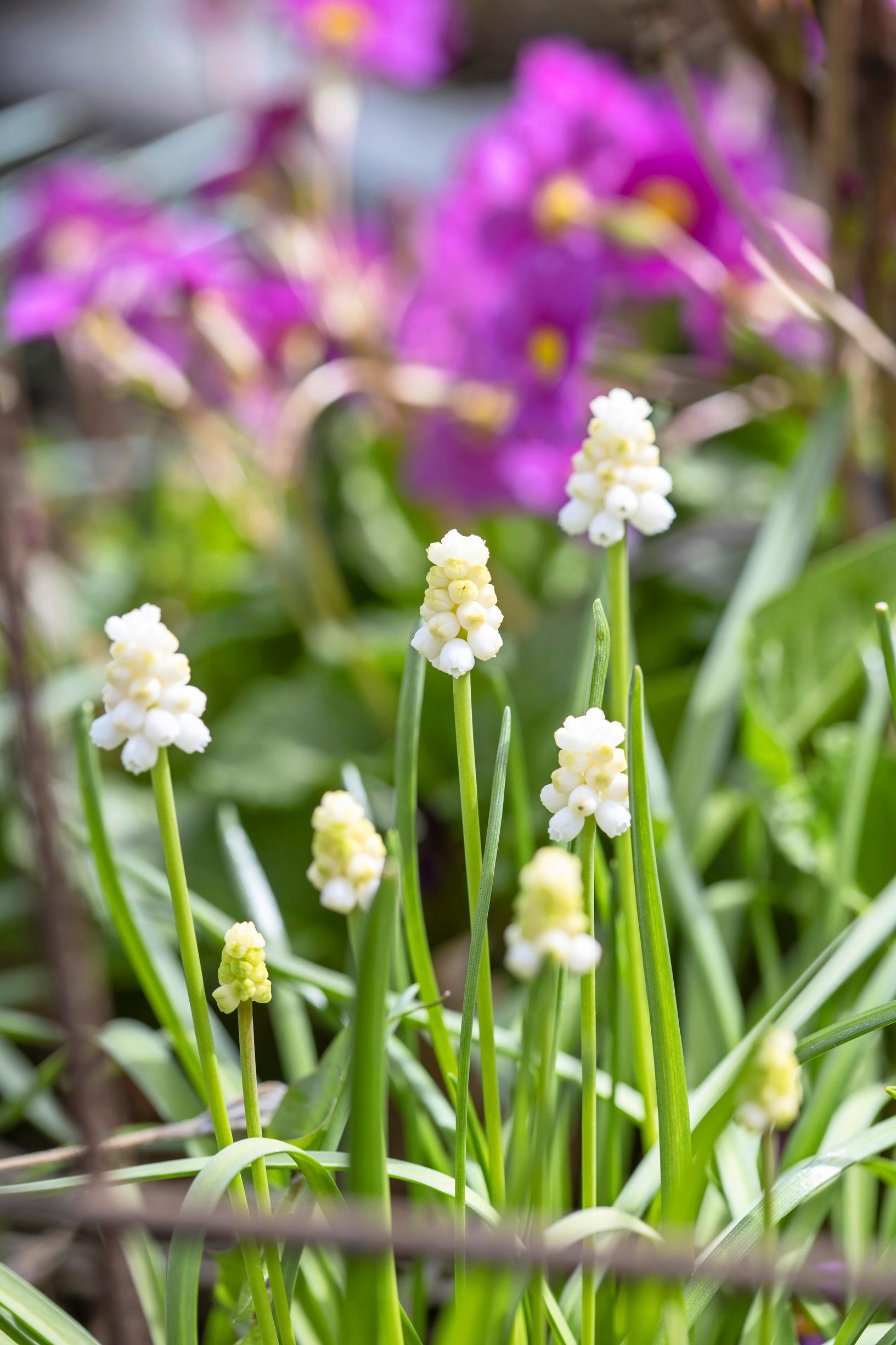 Hentohelmililja Muscari botryoides