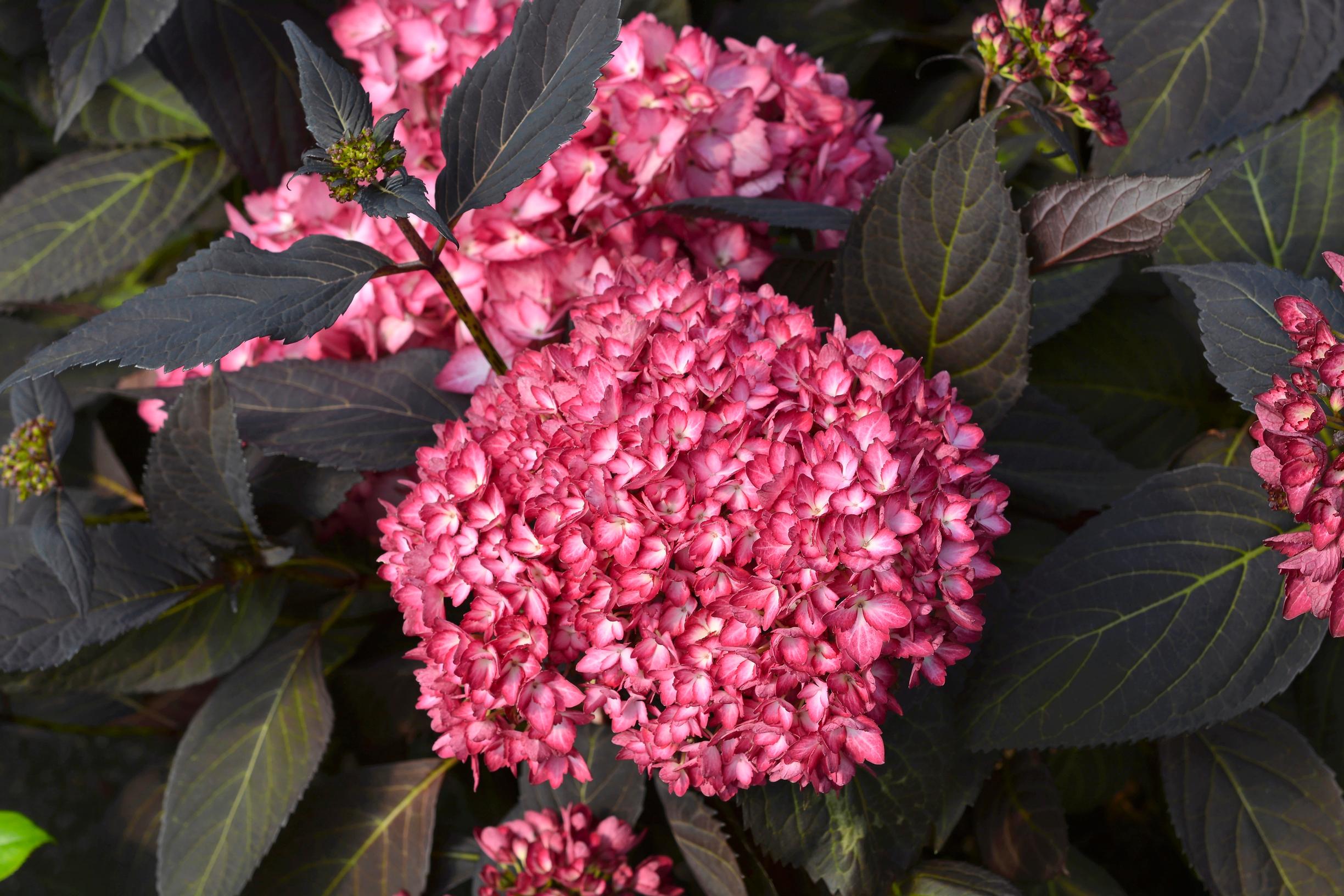Jalohortensia Eclipse
