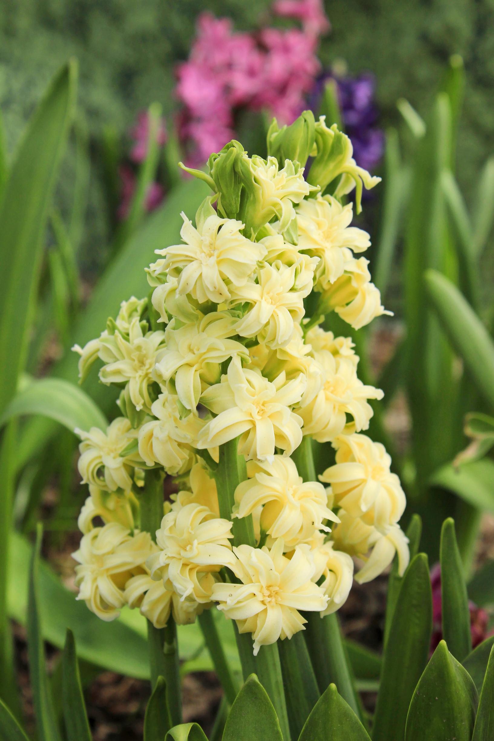Hyasintti ’L’Ophir’
