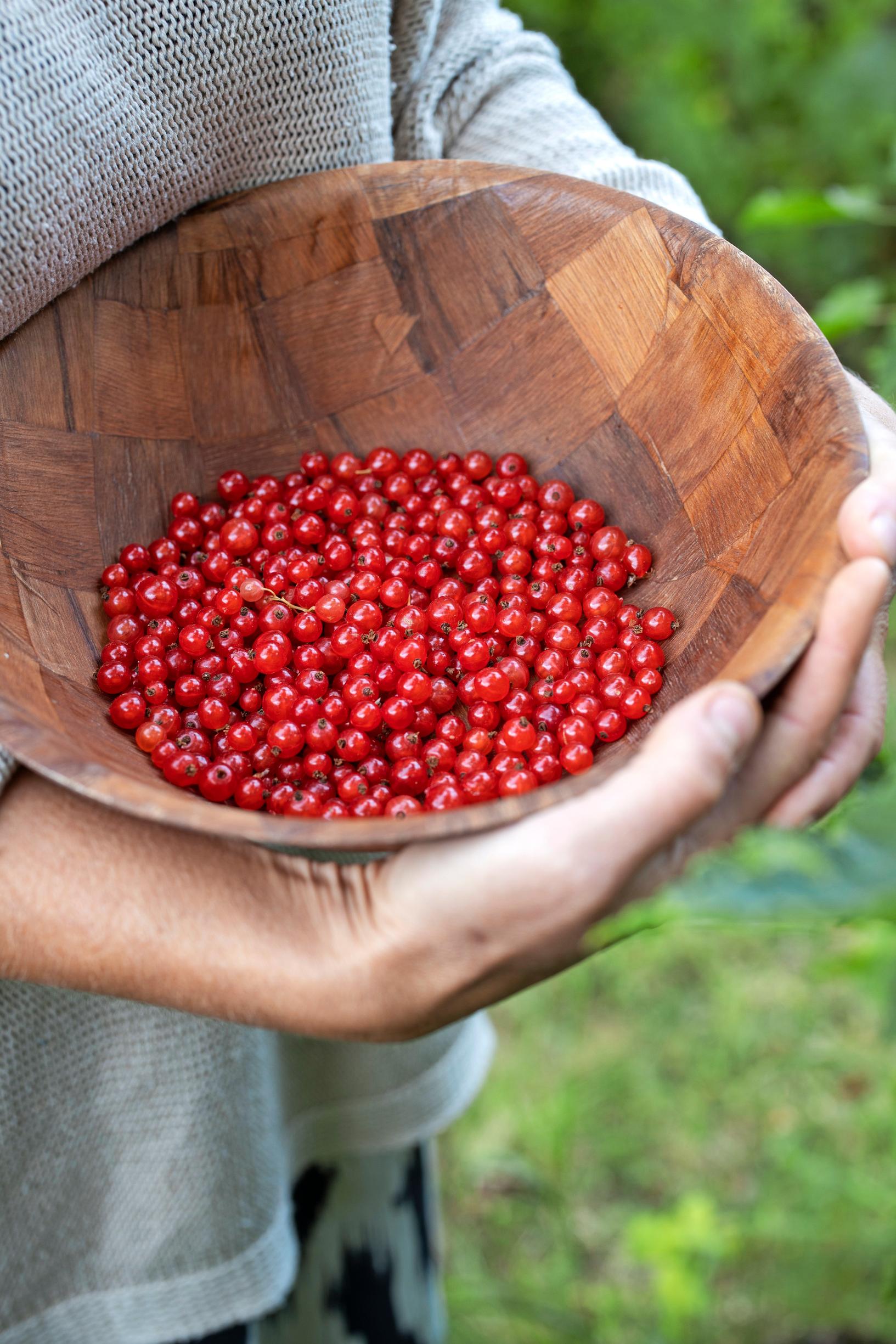 Kulhollinen punaherukoita Ulla-Maijan puutarhasta