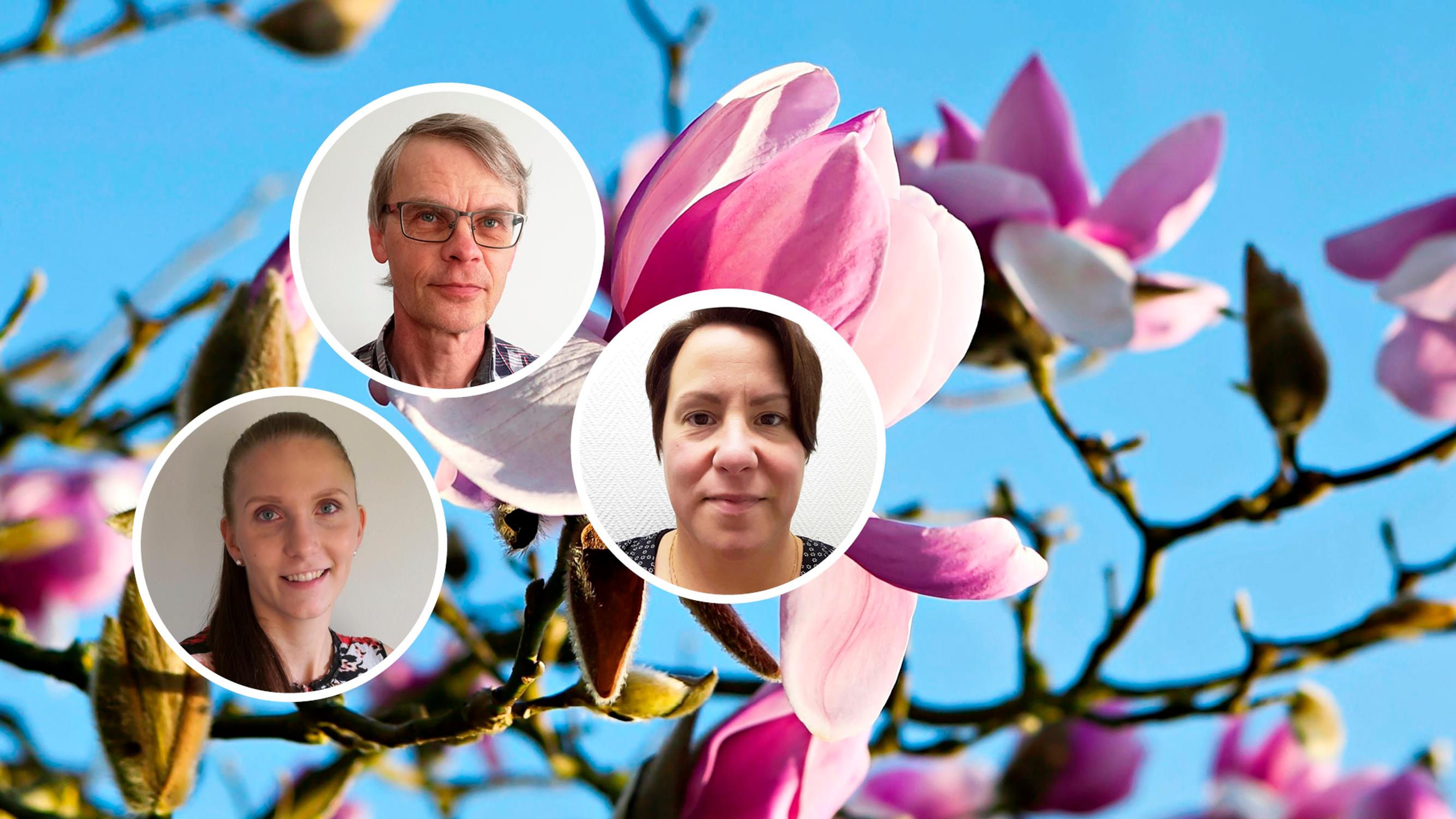 Kukkivat puut tekevät puutarhasta satumaisen! Taimistoviljelijät valitsivat 9 upeinta puukaunotarta, jotka sopivat Suomen oloihin