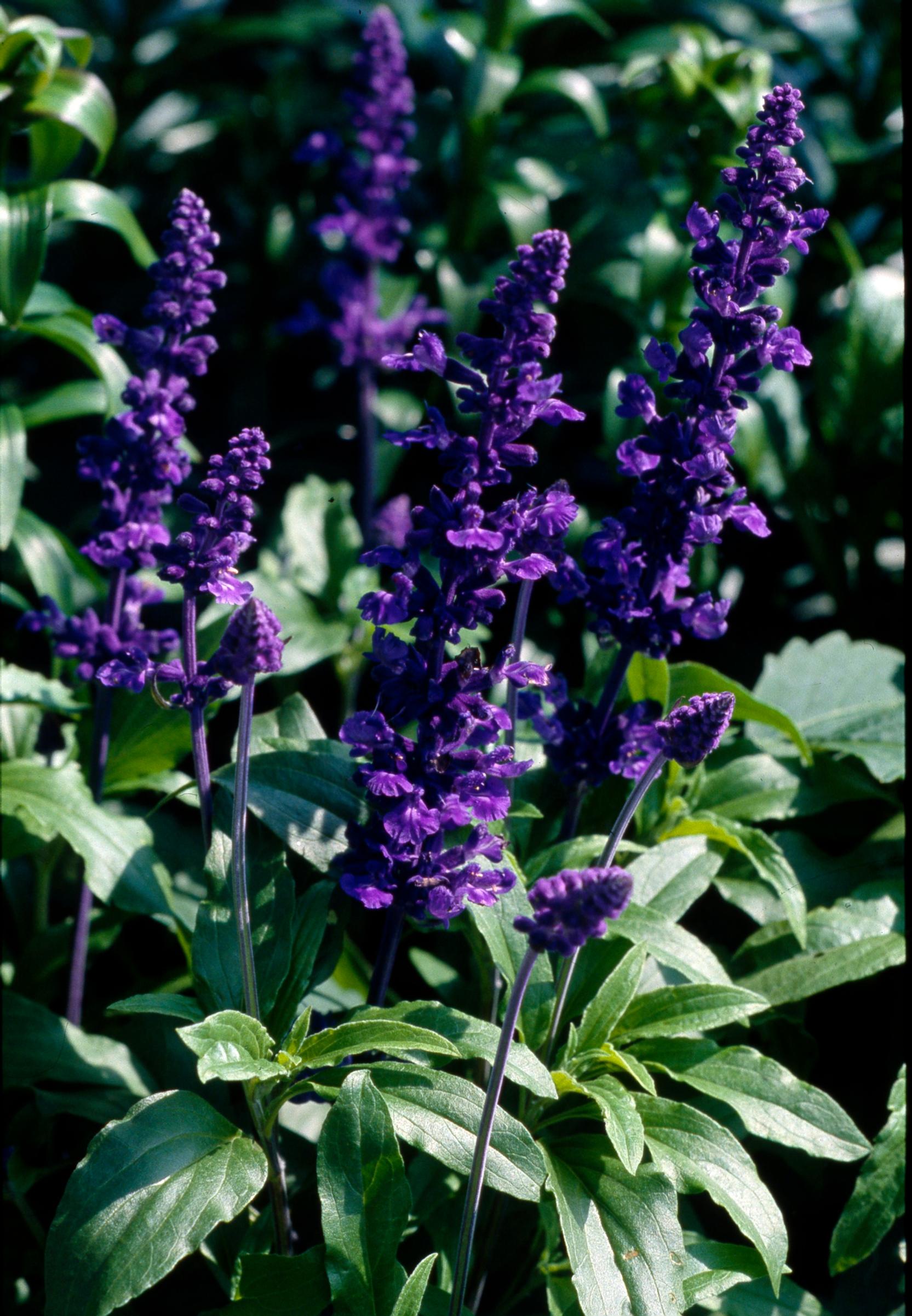 Härmesalvia, Salvia farinacea