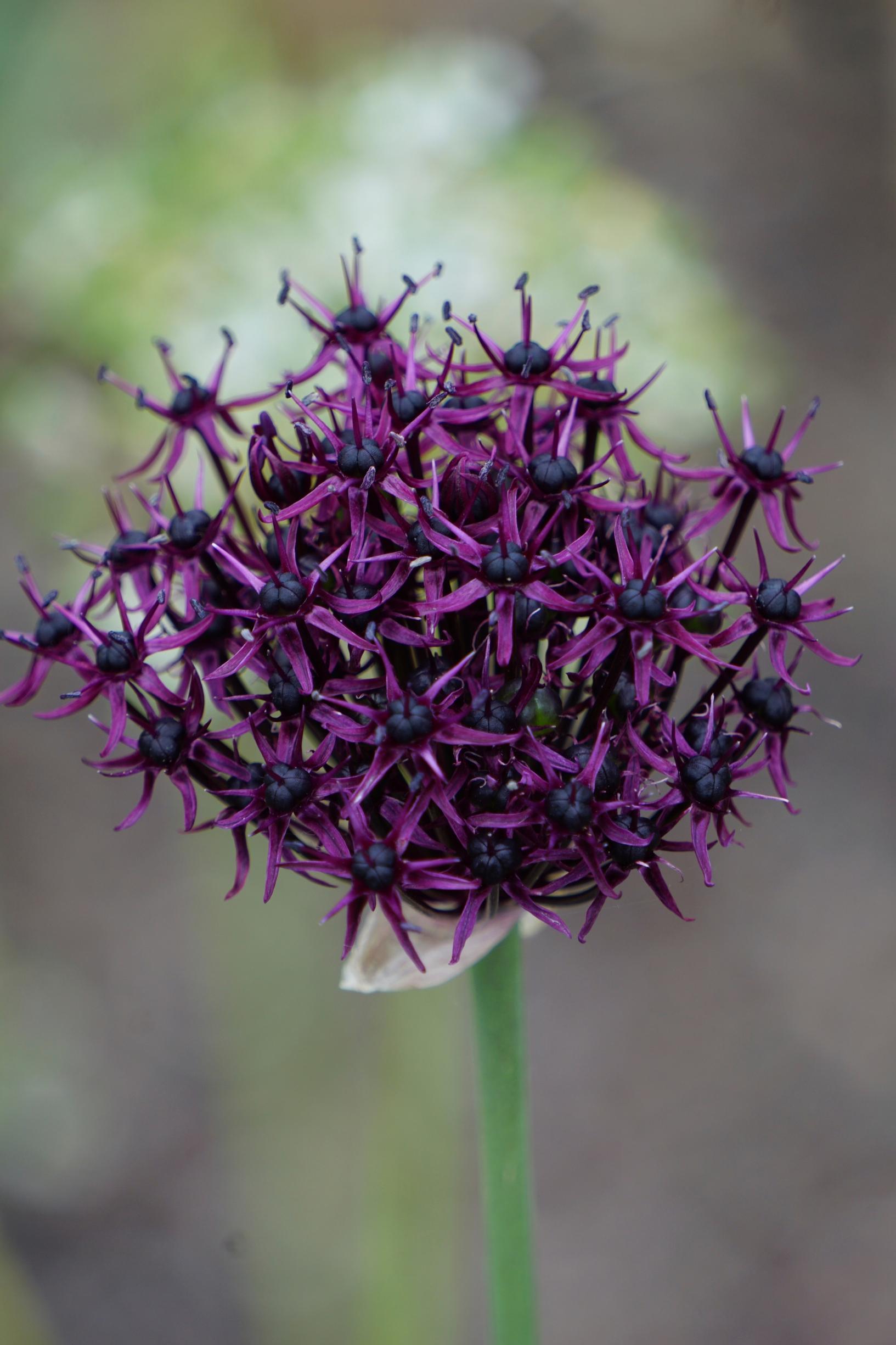 Viinilaukka, Allium atropurpureum
