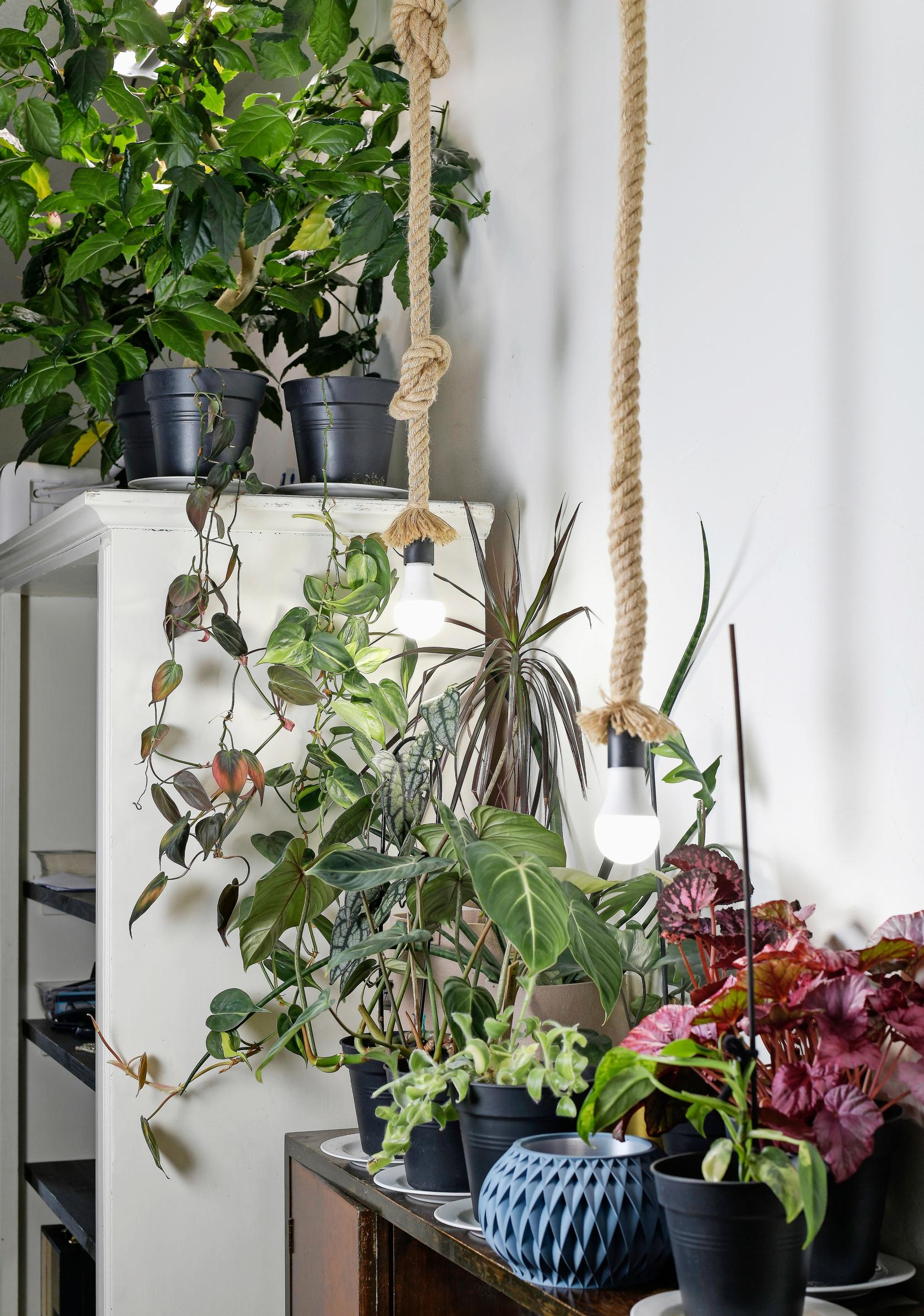 Kasvivalo mahdollistaa huonekasvien pitämisen kaukana ikkunasta.