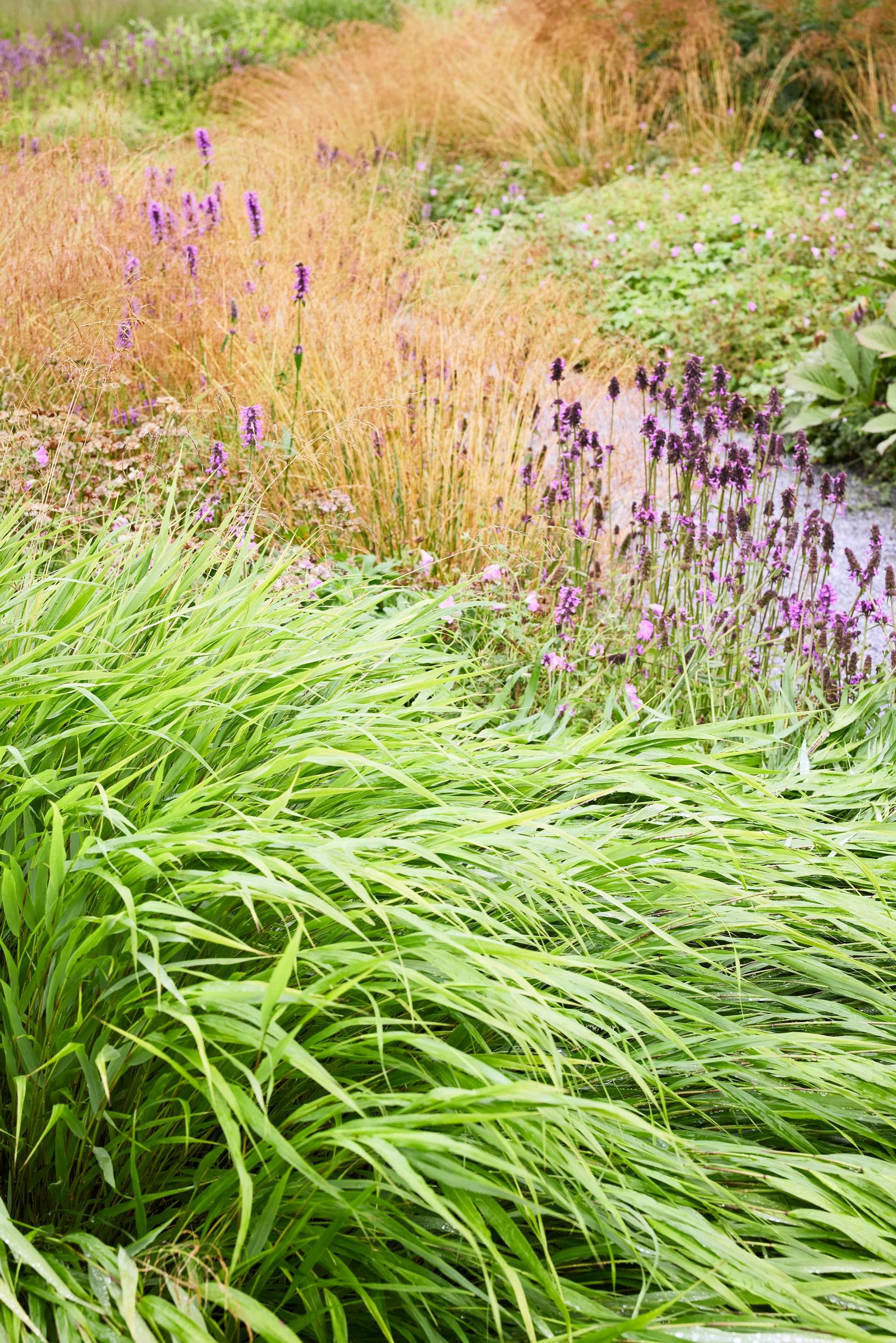 Leveälehtisempi hakoneheinä ja henkäyksenohut nurmilauha ’Goldtau’ muodostavat kiinnostavan vierusparin.