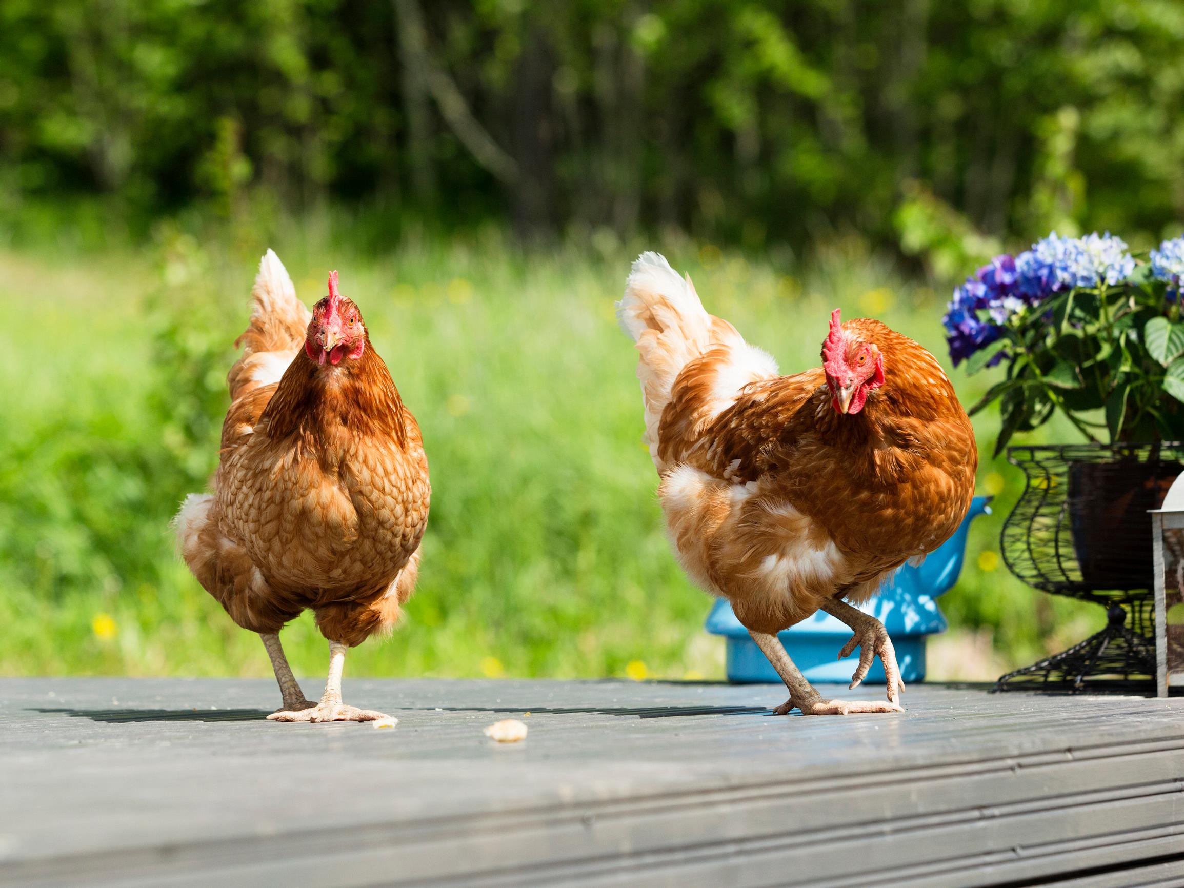 Kesäkanat tarvitsevat suojaa, hyvän kylpypaikan ja munintapesän – lue vinkit ja perusta kesäkanala omalle pihallesi