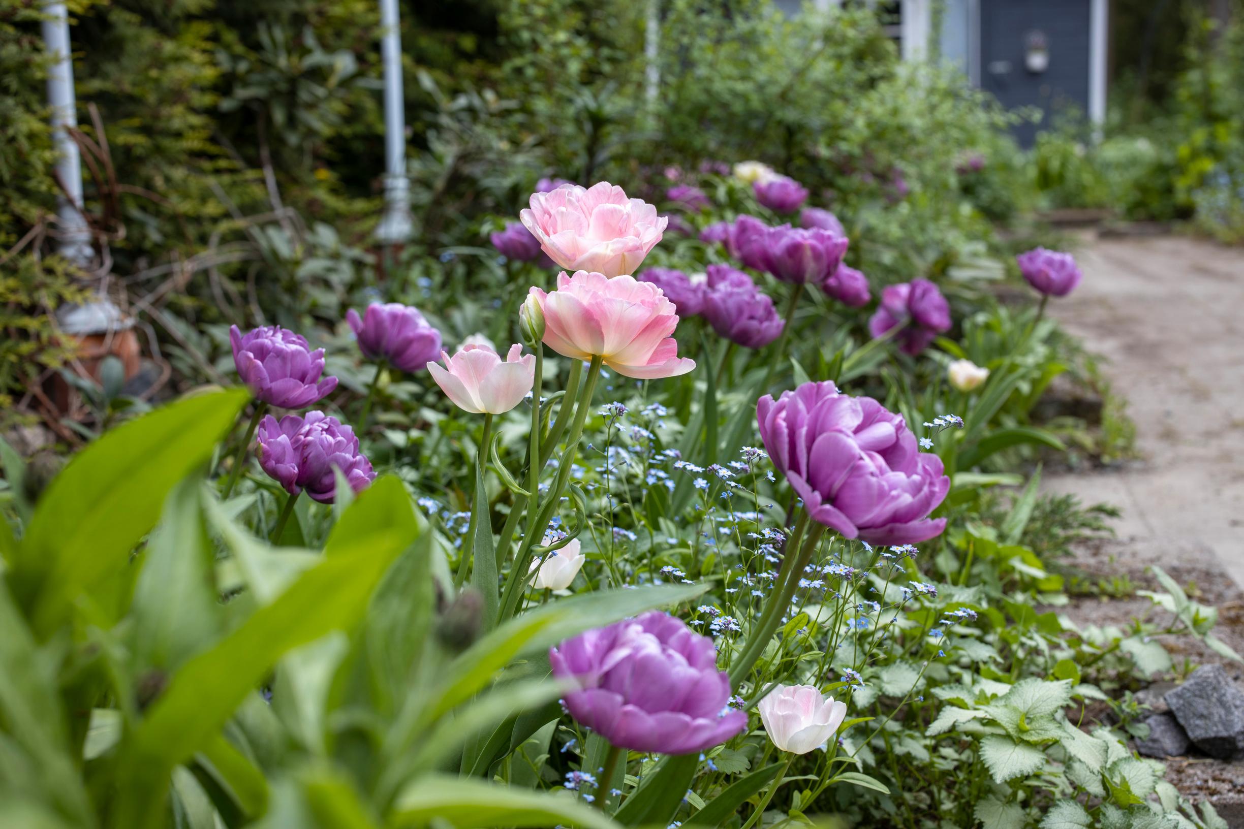 kukkivat tulppaanit