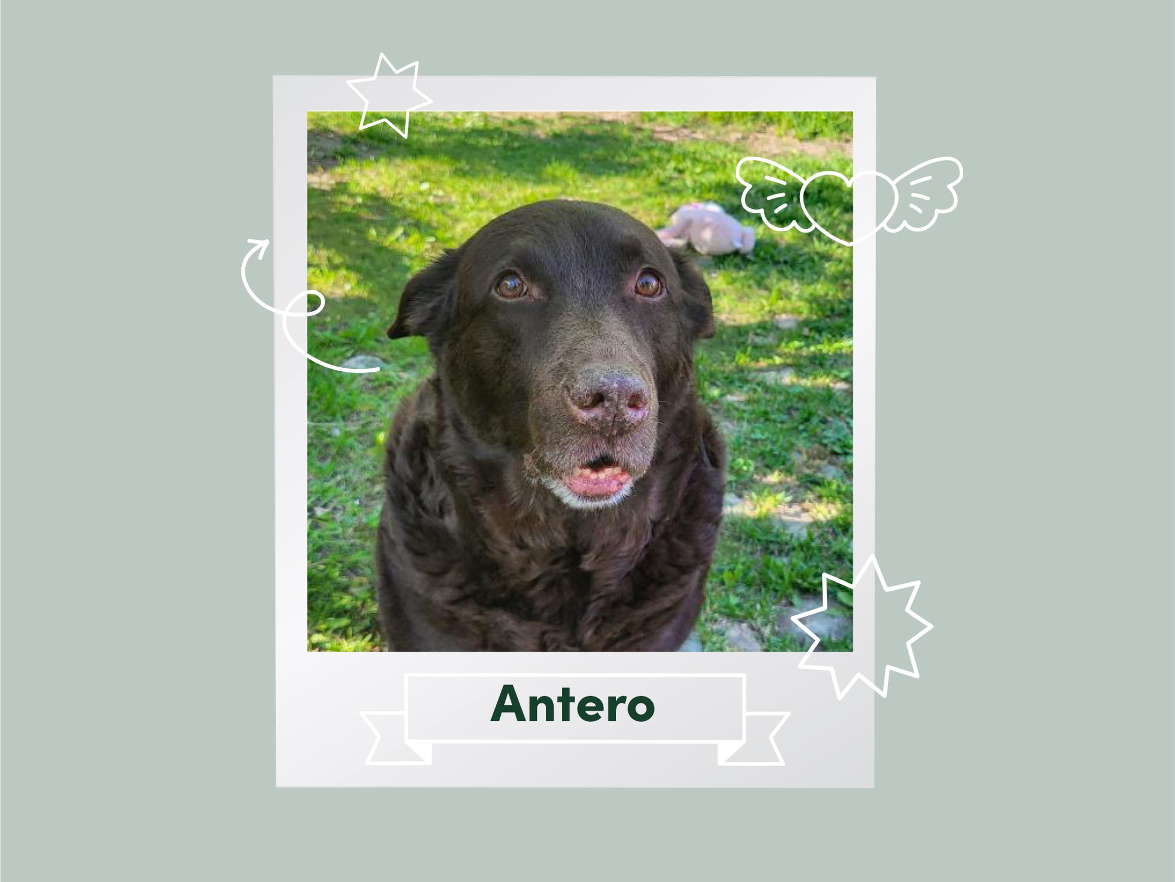 Lemmikkien ystäväkirjassa puuhakas Antero: ”Viihdyn mummun kukkapenkissä”