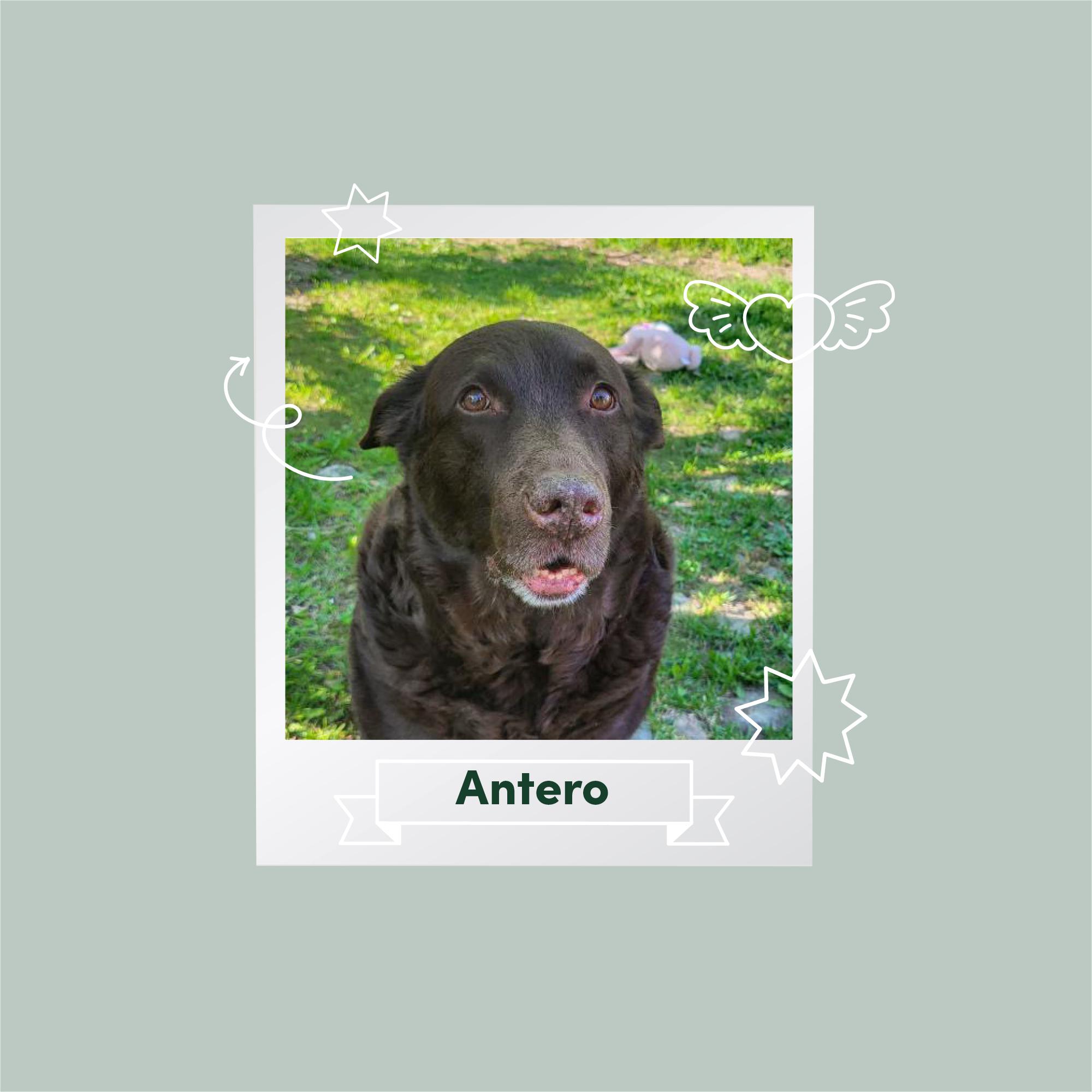 Lemmikkien ystäväkirjassa puuhakas Antero: ”Viihdyn mummun kukkapenkissä”