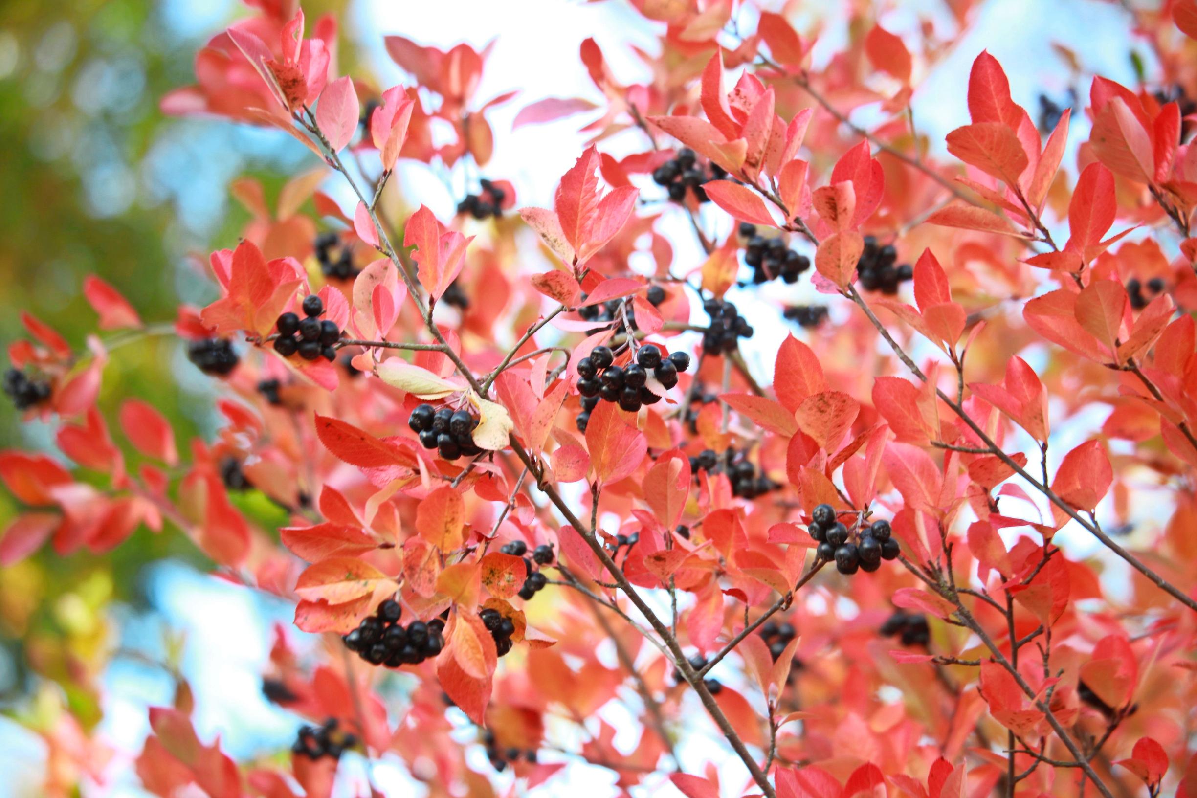 Koristearonia ruskan aikaan