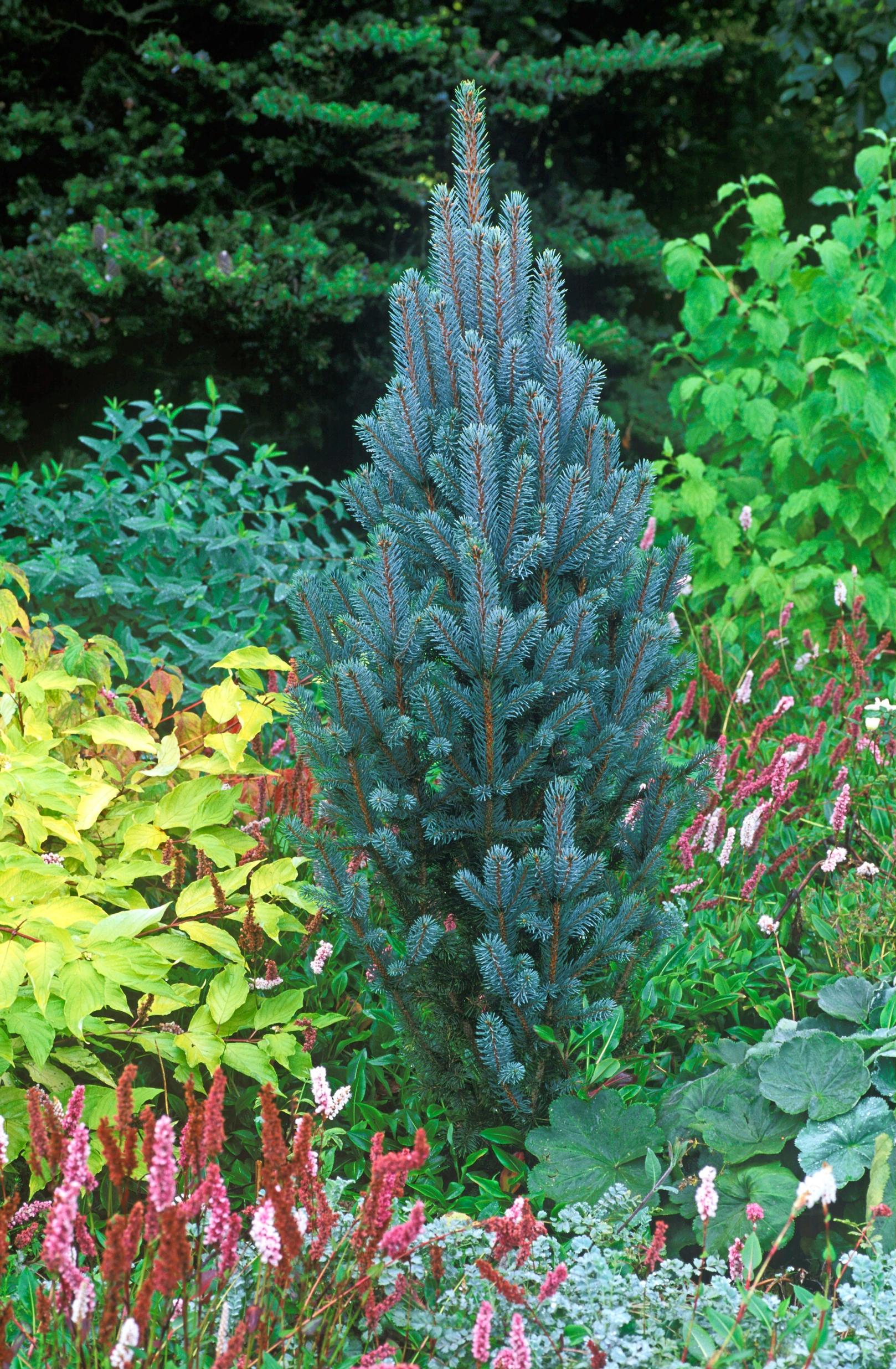 Pilarisinikuusi ’Iseli Fastigiate’