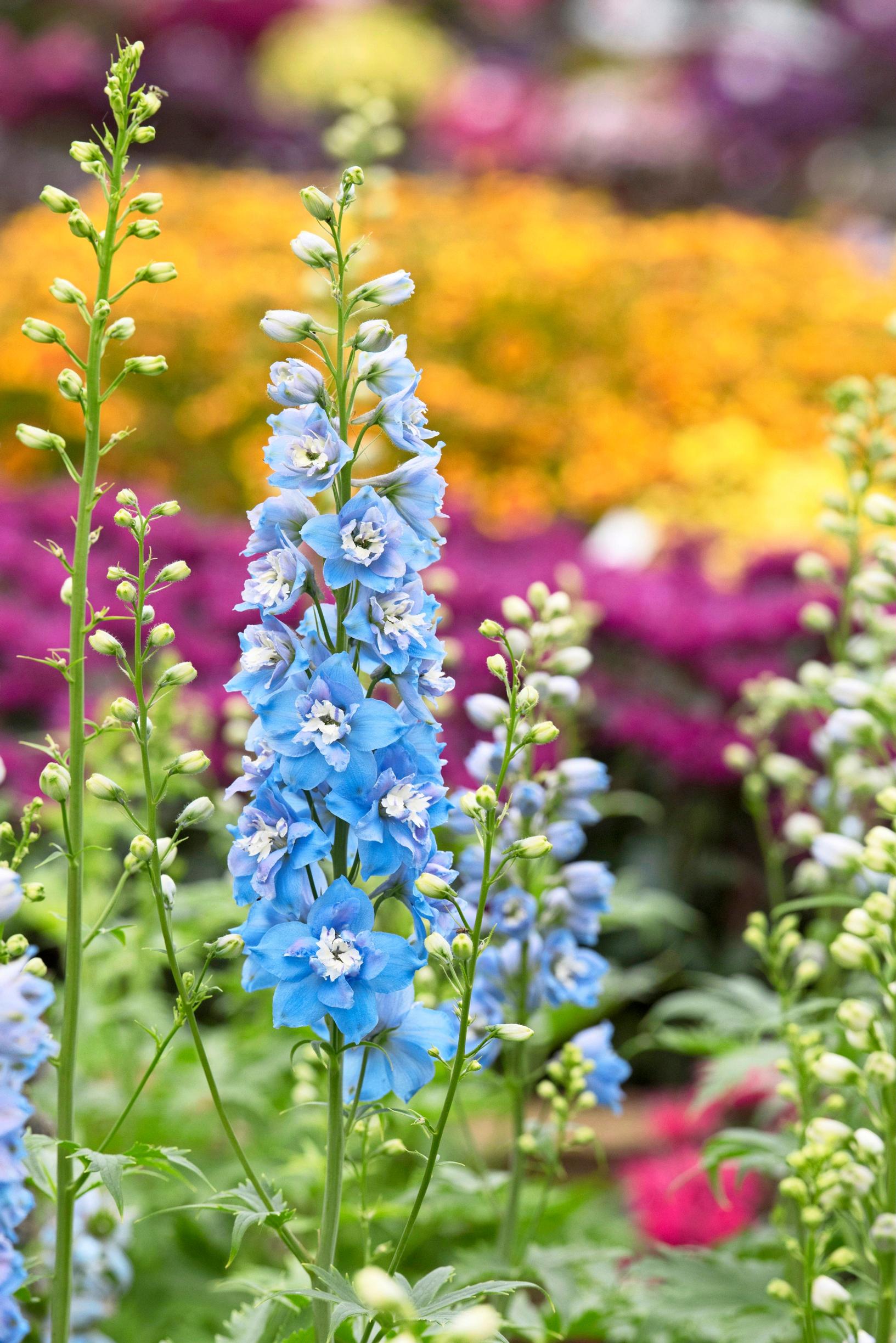 Jaloritarinkannus 'Sky Blue'