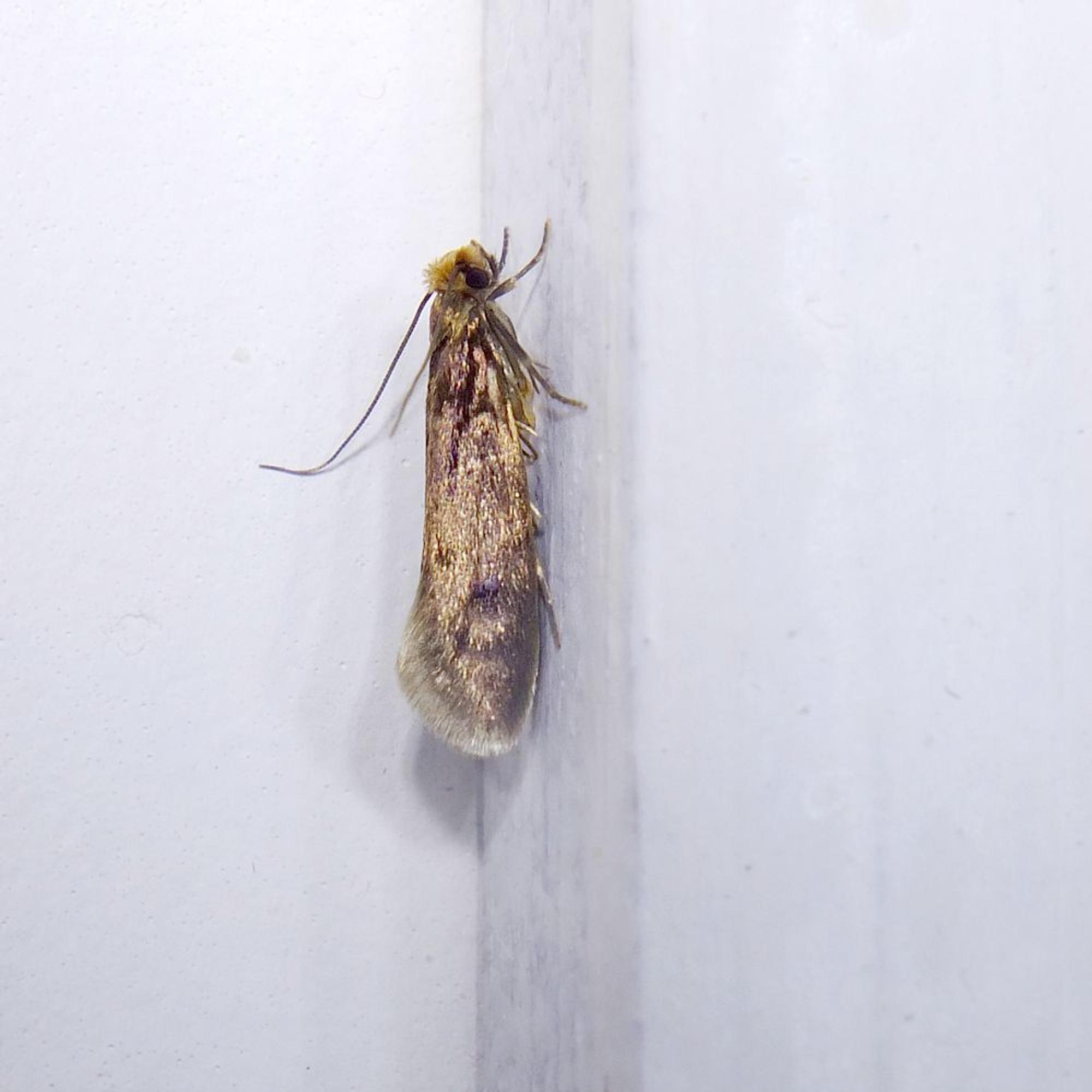 Turkiskoi (tinea pellionella)