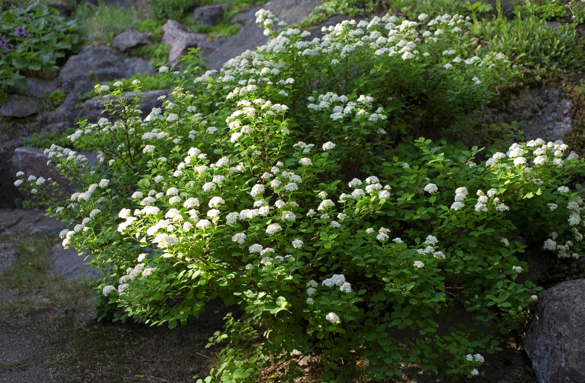 japanilainen puutarha: koivuangervo