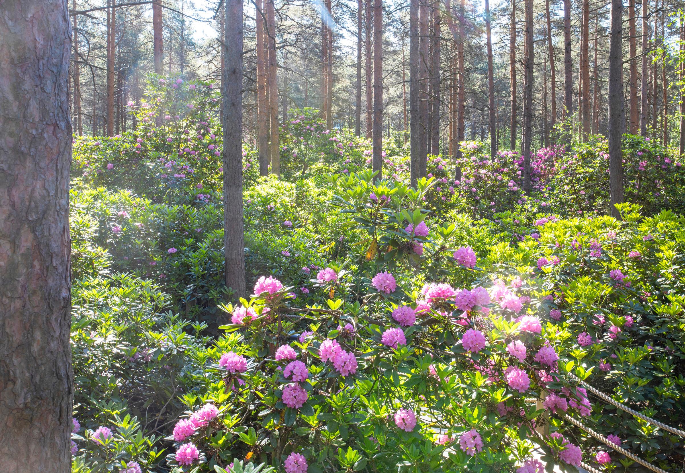 Haagan alppiruusupuiston kukkameri