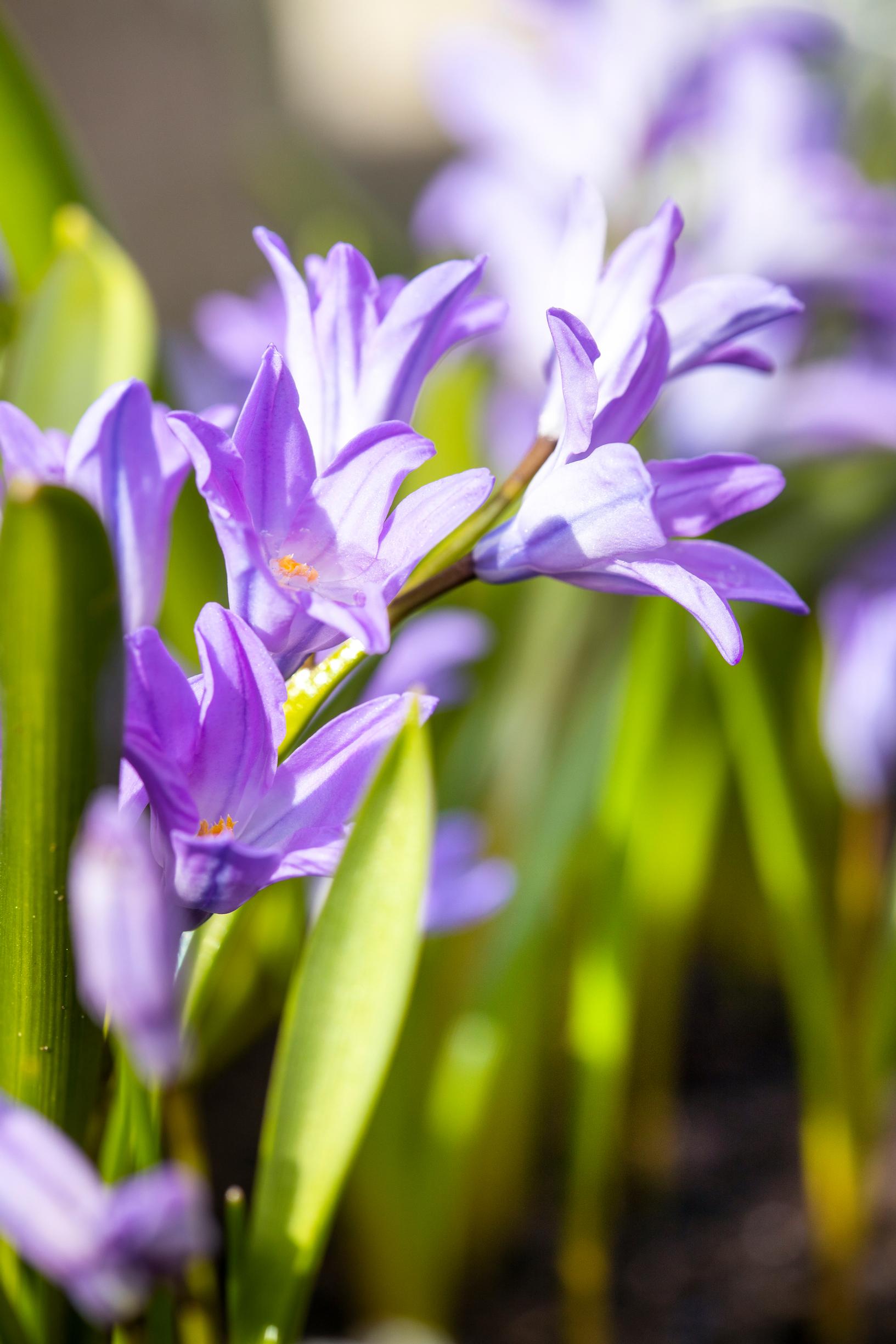 Isokevättähti (Scilla luciliae).