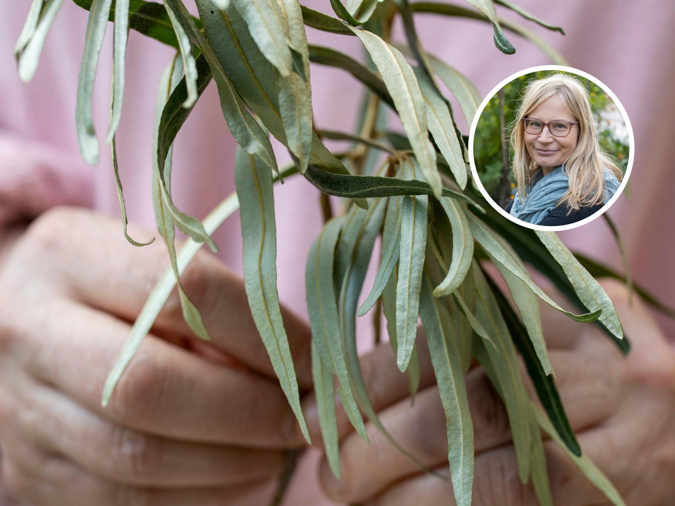 Kerää tyrnistä myös lehtiä – hortonomi vinkkaa, miten voit hyödyntää ne keittiössä 