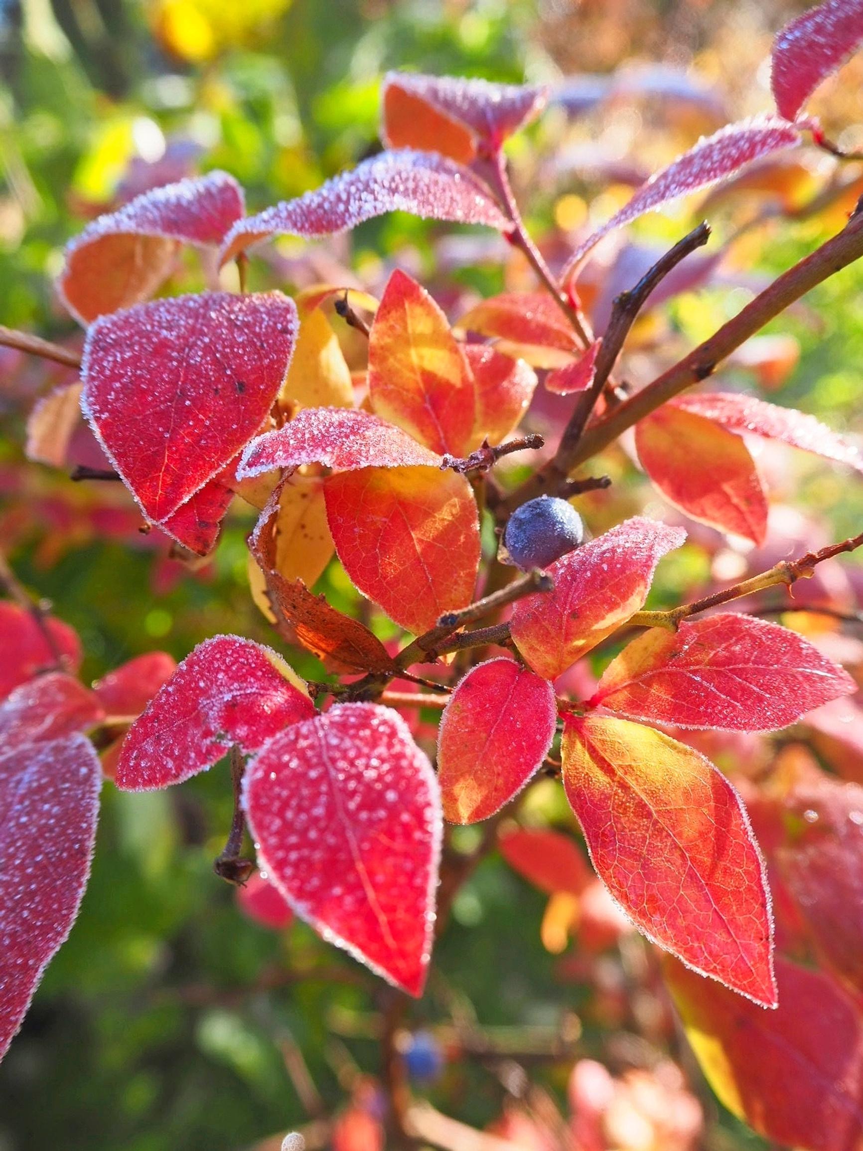 syyskasvit: Pensasmustikka Vaccinium corymbosum