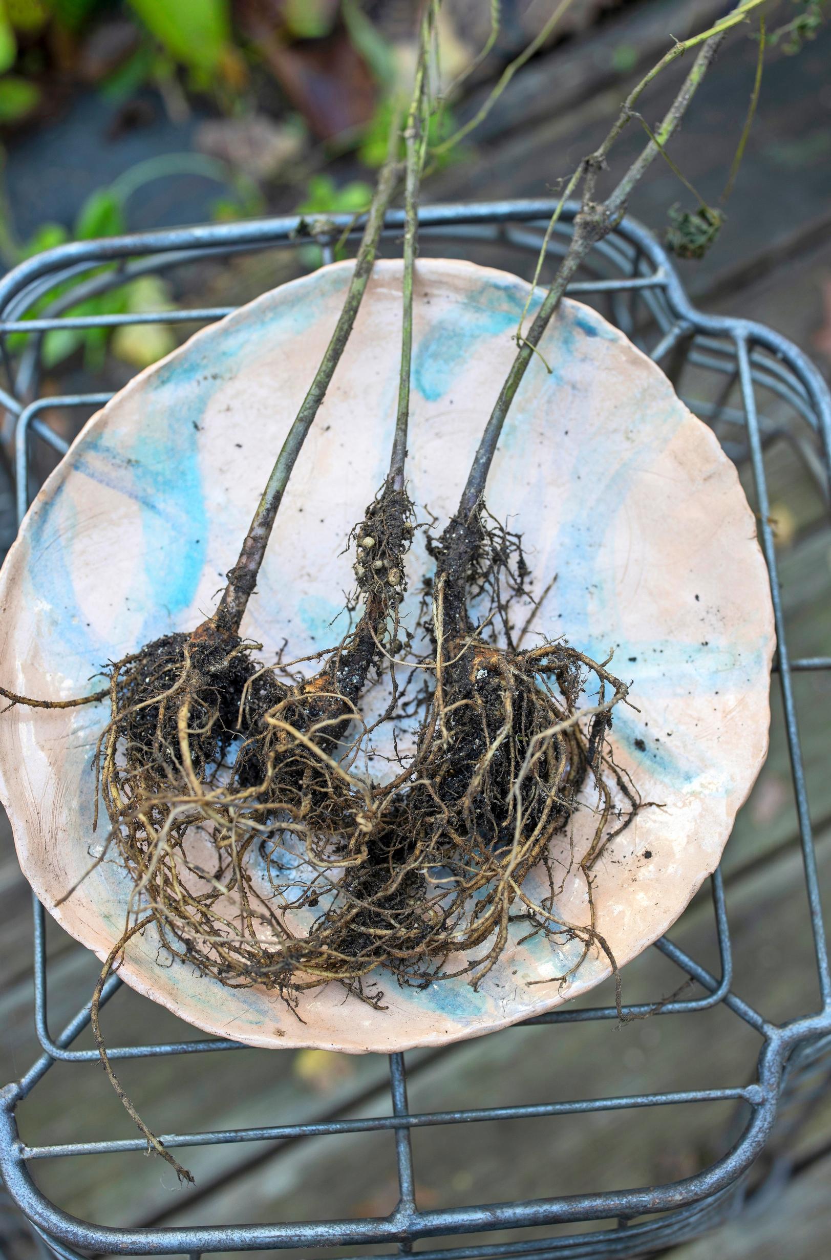 Rhizobium-bakteerien typpinystyrät juurissa