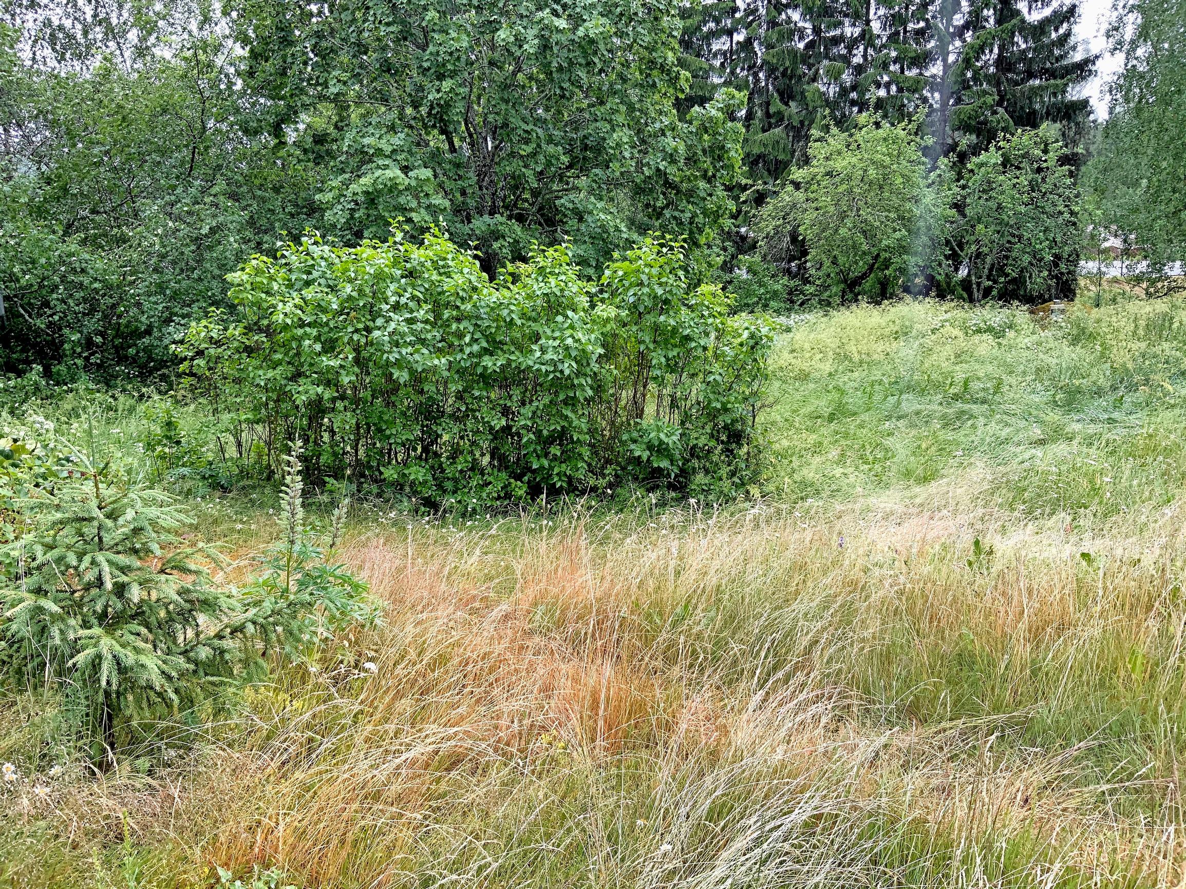 pitkää heinikkoa
