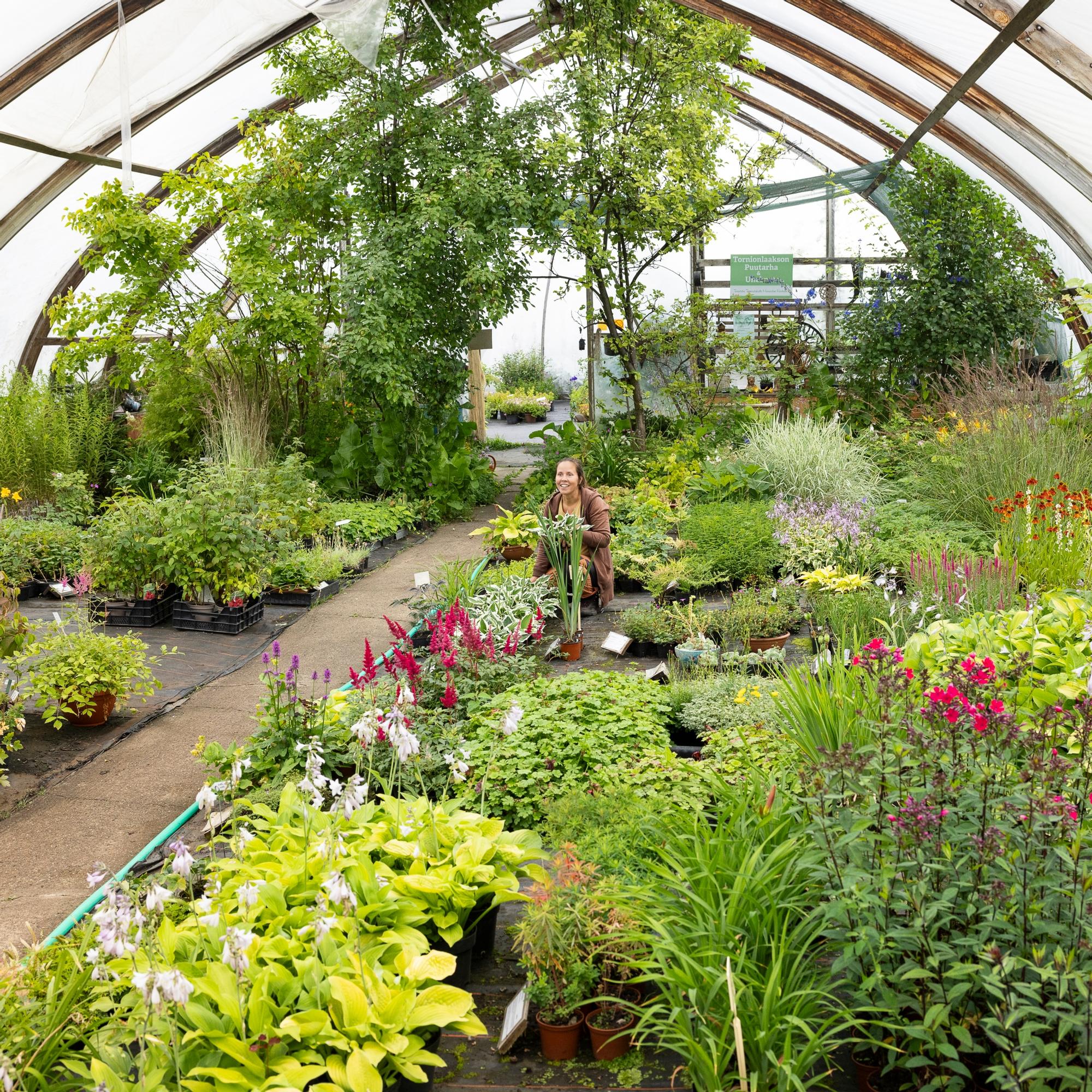 Tornionlaakson puutarhassa on kokeiltu yli 50 vuotta, mitkä kasvit oikeasti selviävät Lapissa – ”Tulin jatkamaan tätä äidinmaidossa saatua hulluutta”, sanoo yrittäjä Silja Kroschel