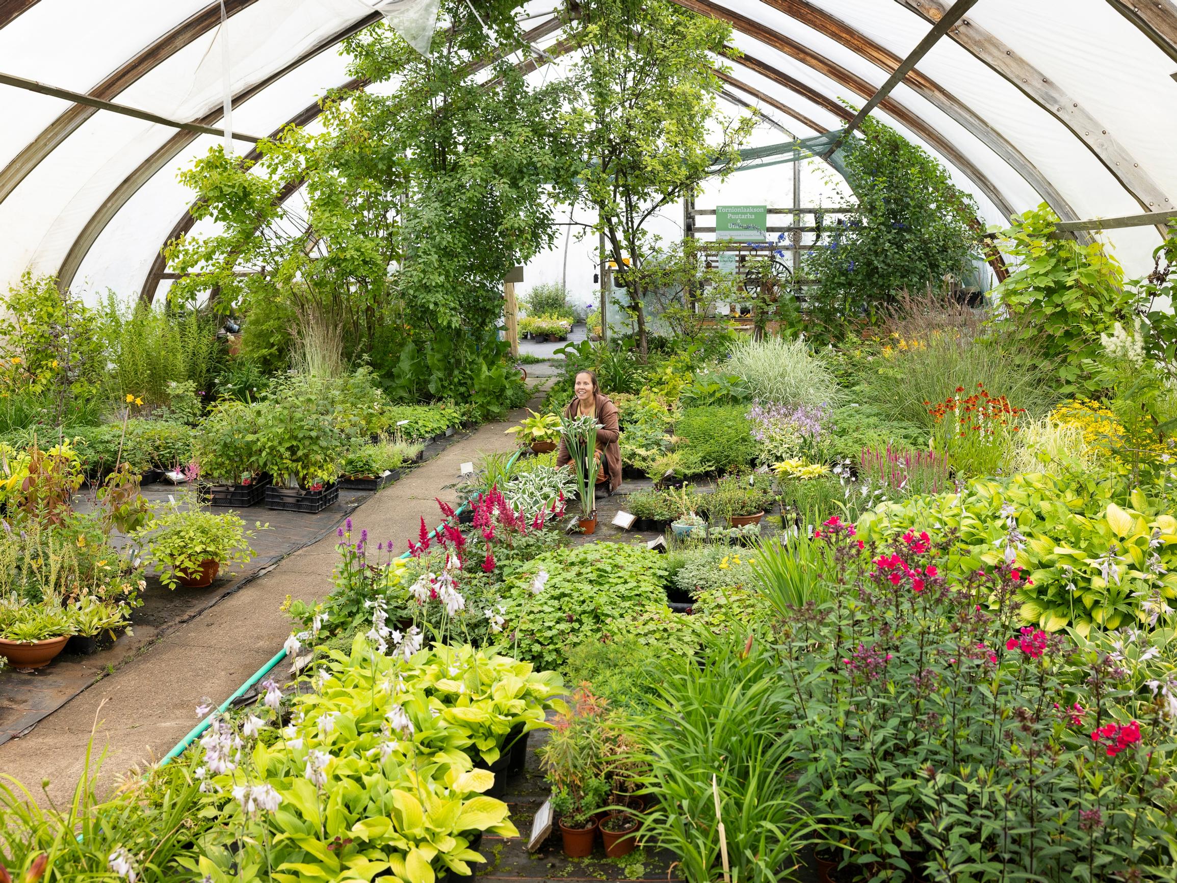Tornionlaakson puutarhassa on kokeiltu yli 50 vuotta, mitkä kasvit oikeasti selviävät Lapissa – ”Tulin jatkamaan tätä äidinmaidossa saatua hulluutta”, sanoo yrittäjä Silja Kroschel