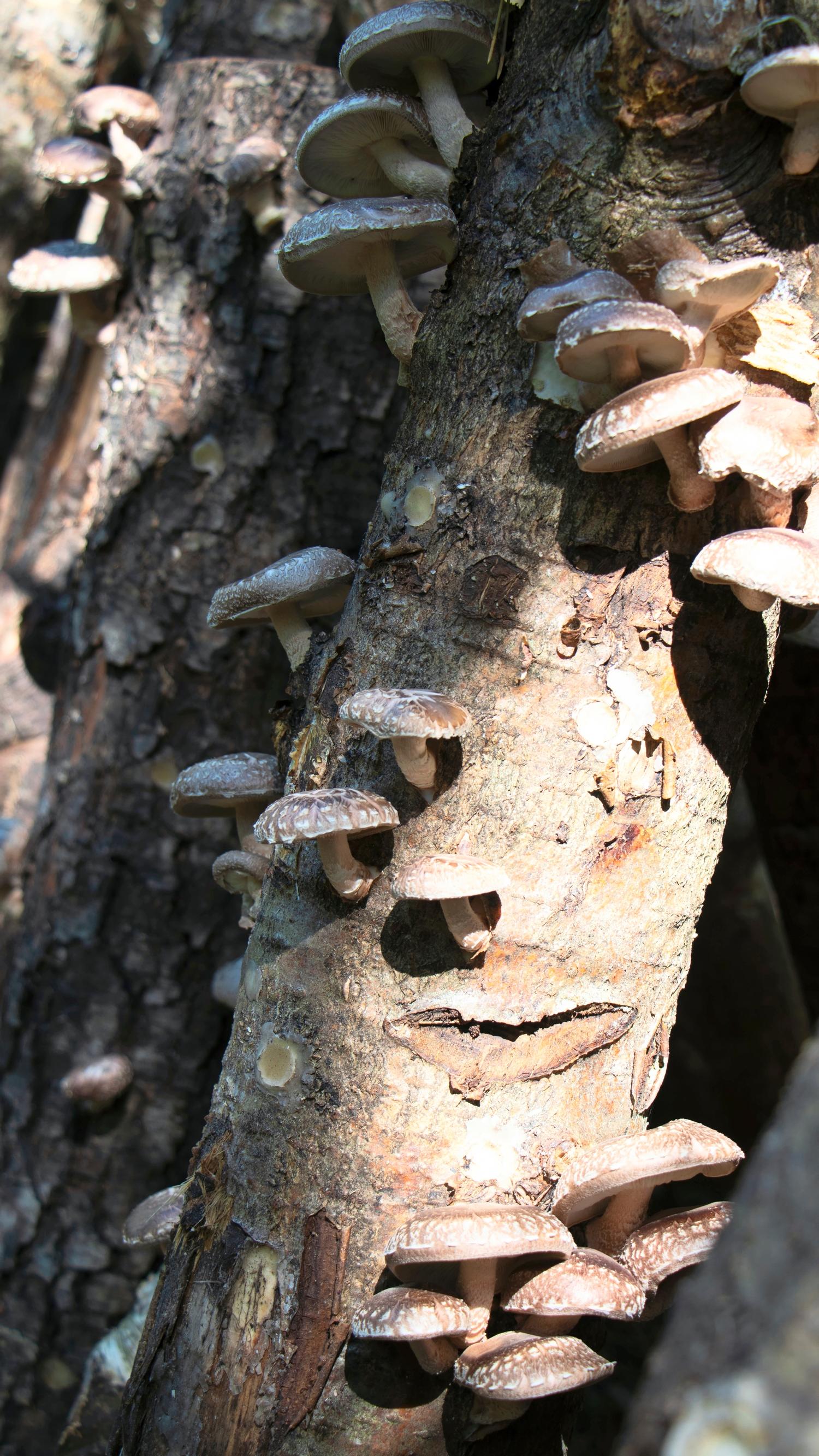 Sienipölkky, johon on ympätty siitakesieniä (Lentinula edodes).