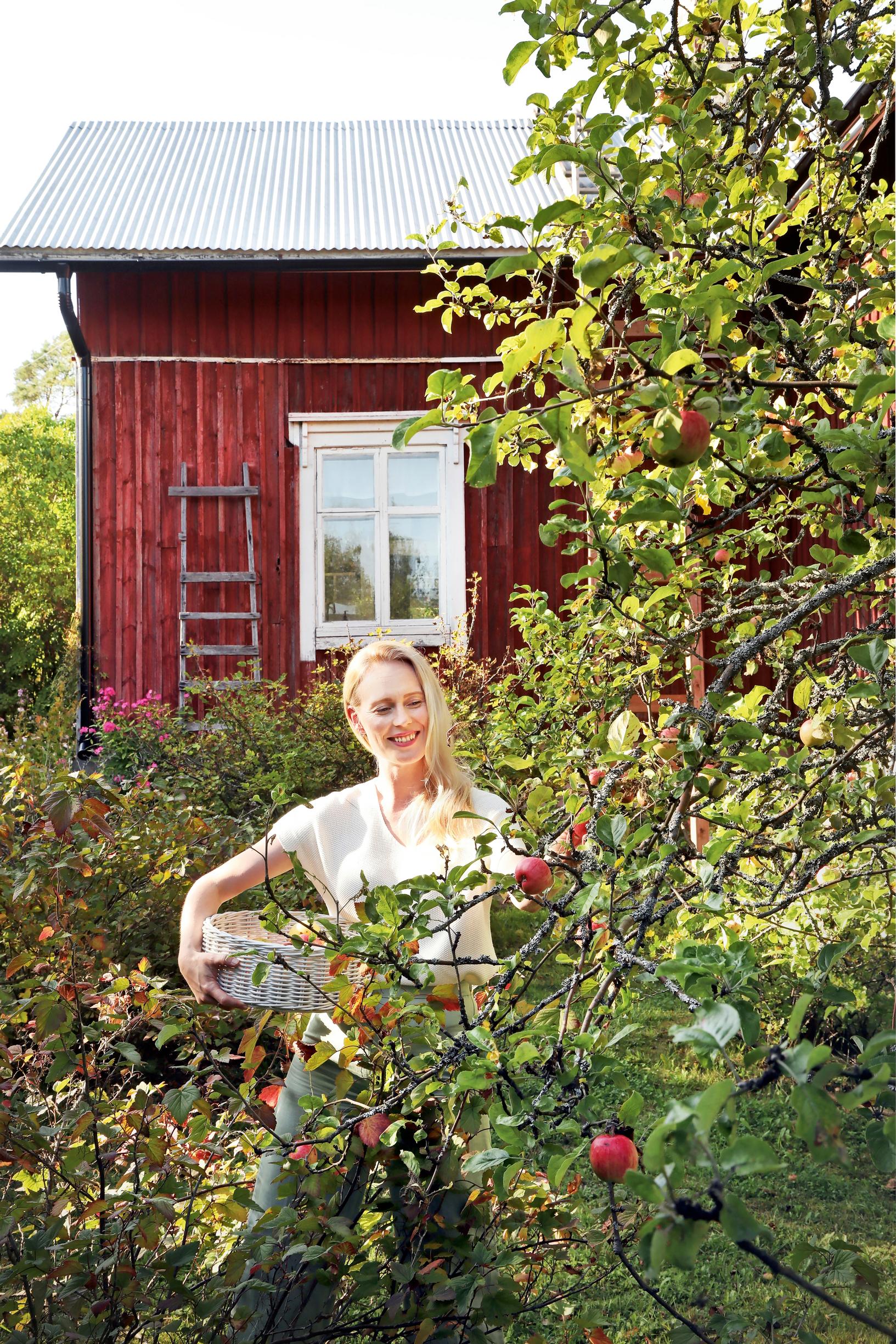 Jutta Helenius kerää omenoita puusta punaisen talon edessä