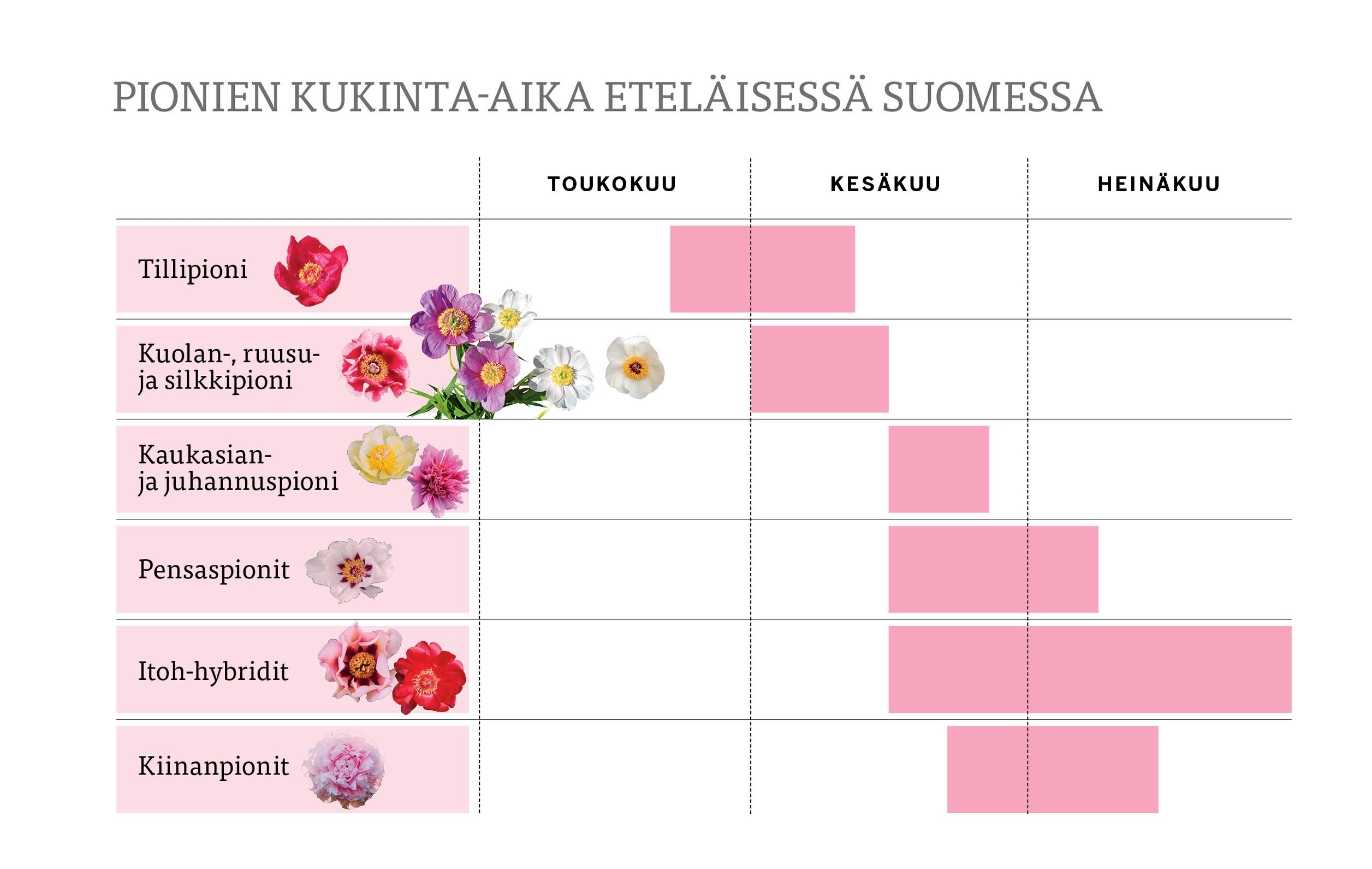 Pionin kukinta-ajat Etelä-Suomessa