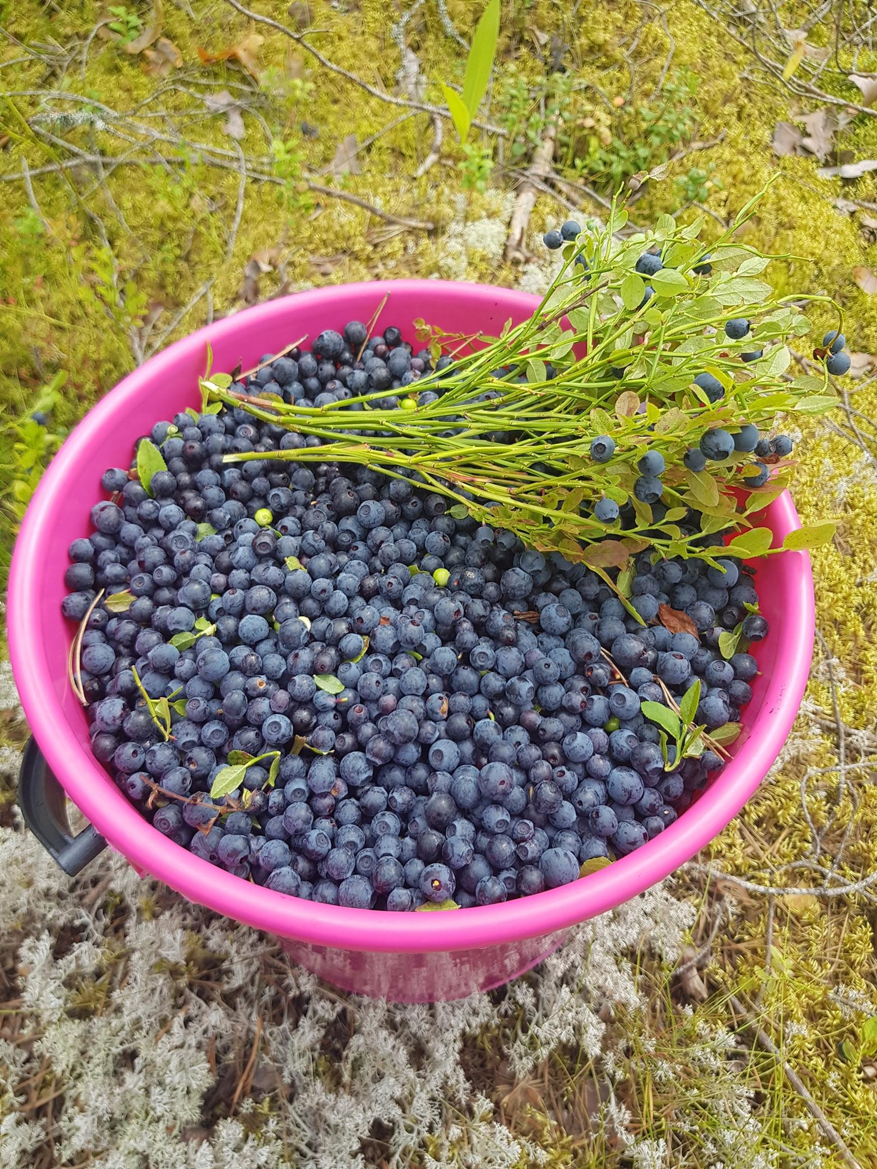 Ämpärillinen mustikoita