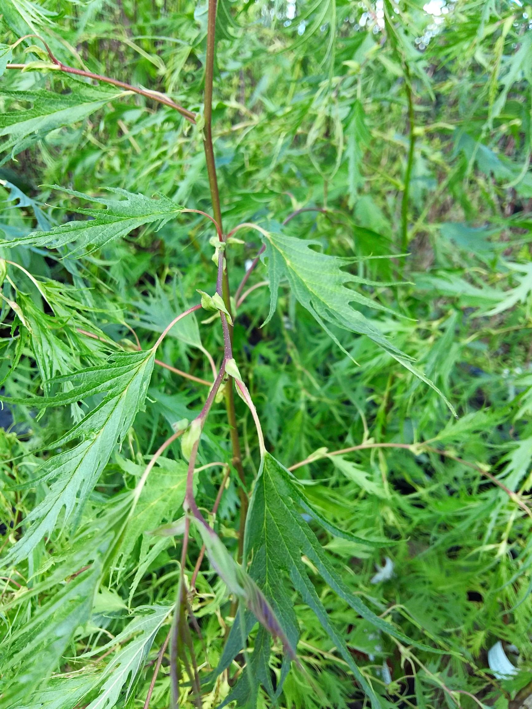 Hapsuharmaaleppä