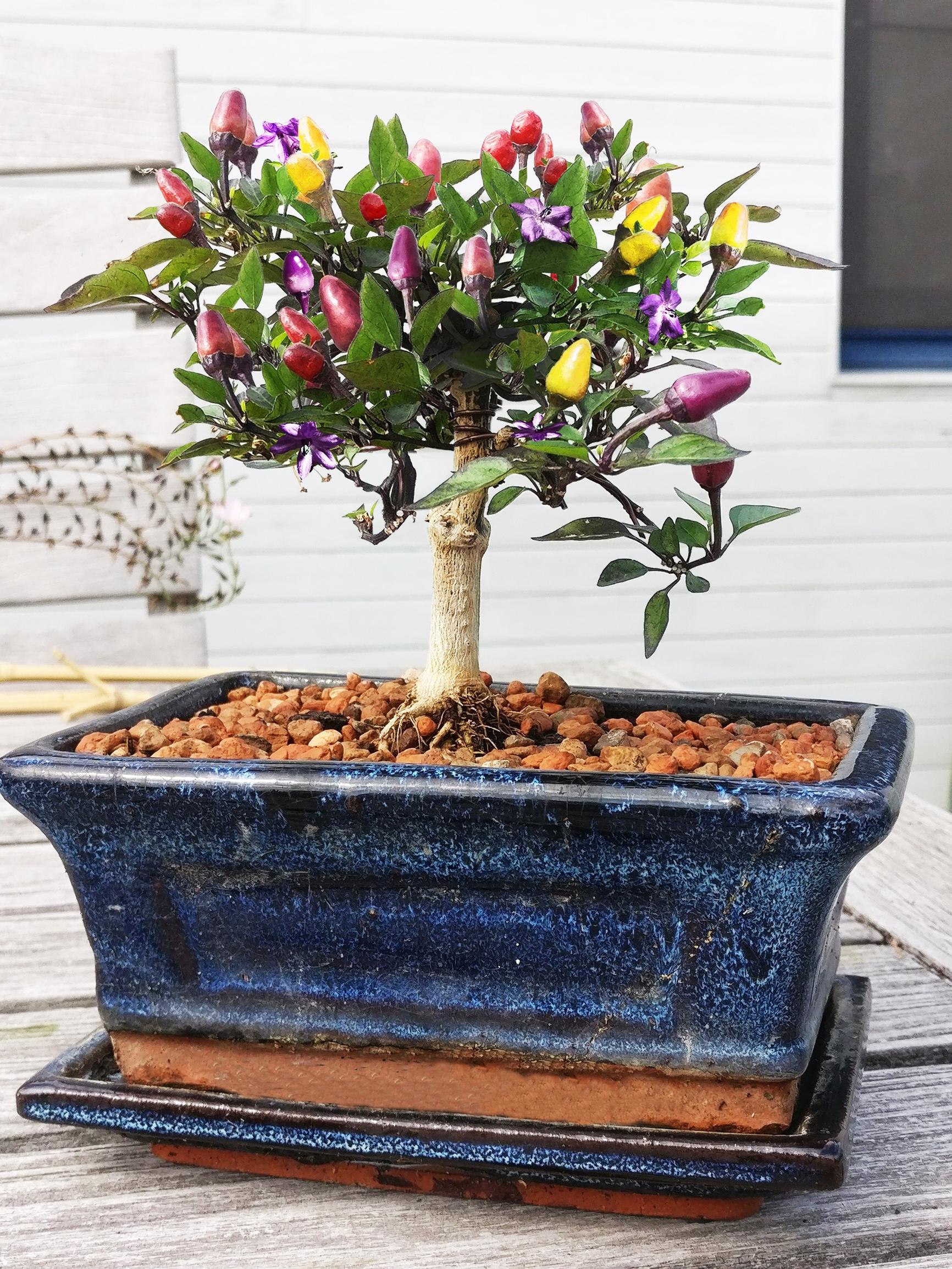 Meraviglioso Investire Renderlo Pesante Bonsaichili Eleggibilita Genio Atomo Meraviglioso Investire Renderlo Pesante Bonsaichili Eleggibilita Genio Atomo