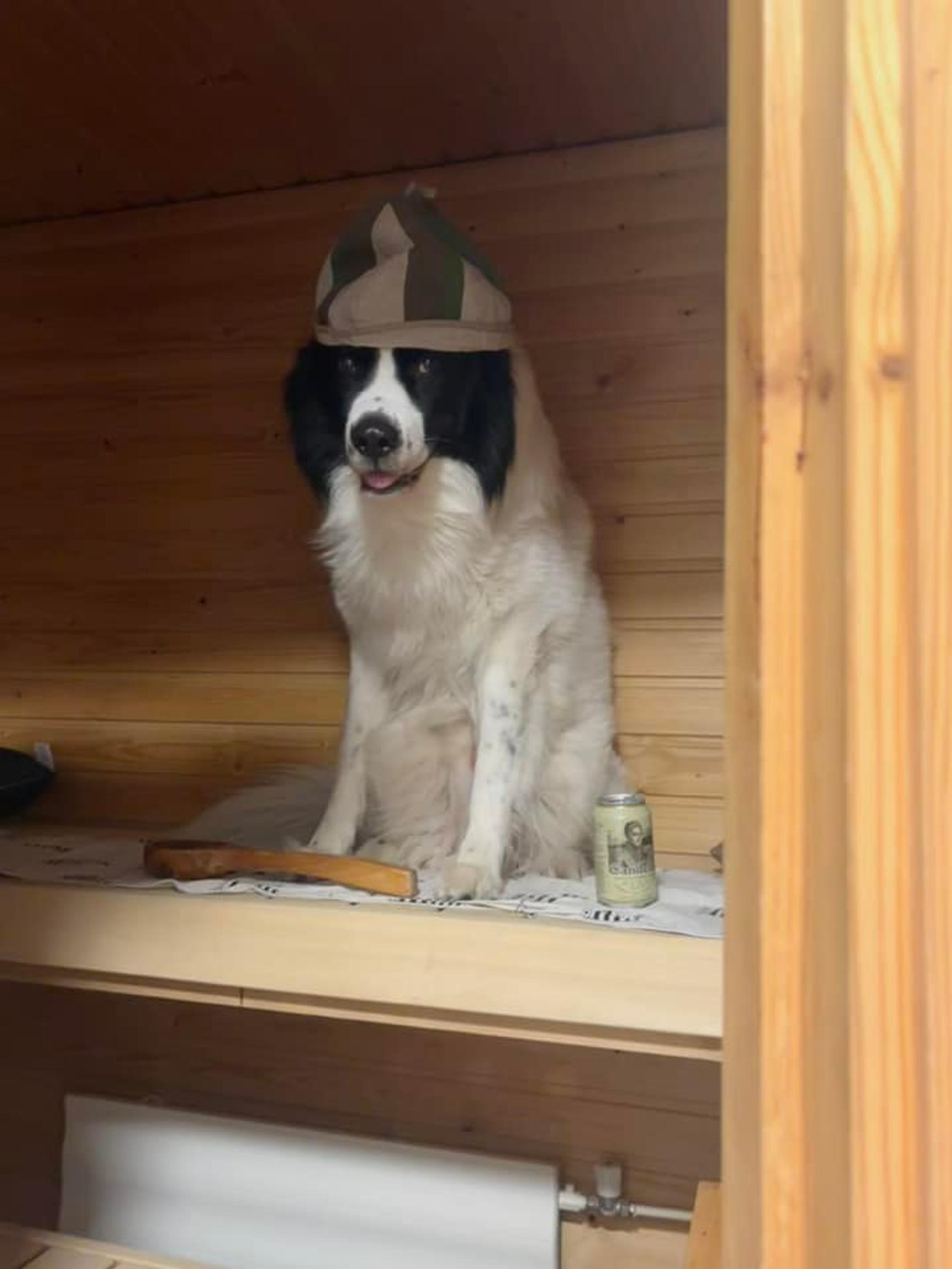 Koira lauteilla, koiran päässä kankainen saunahattu.