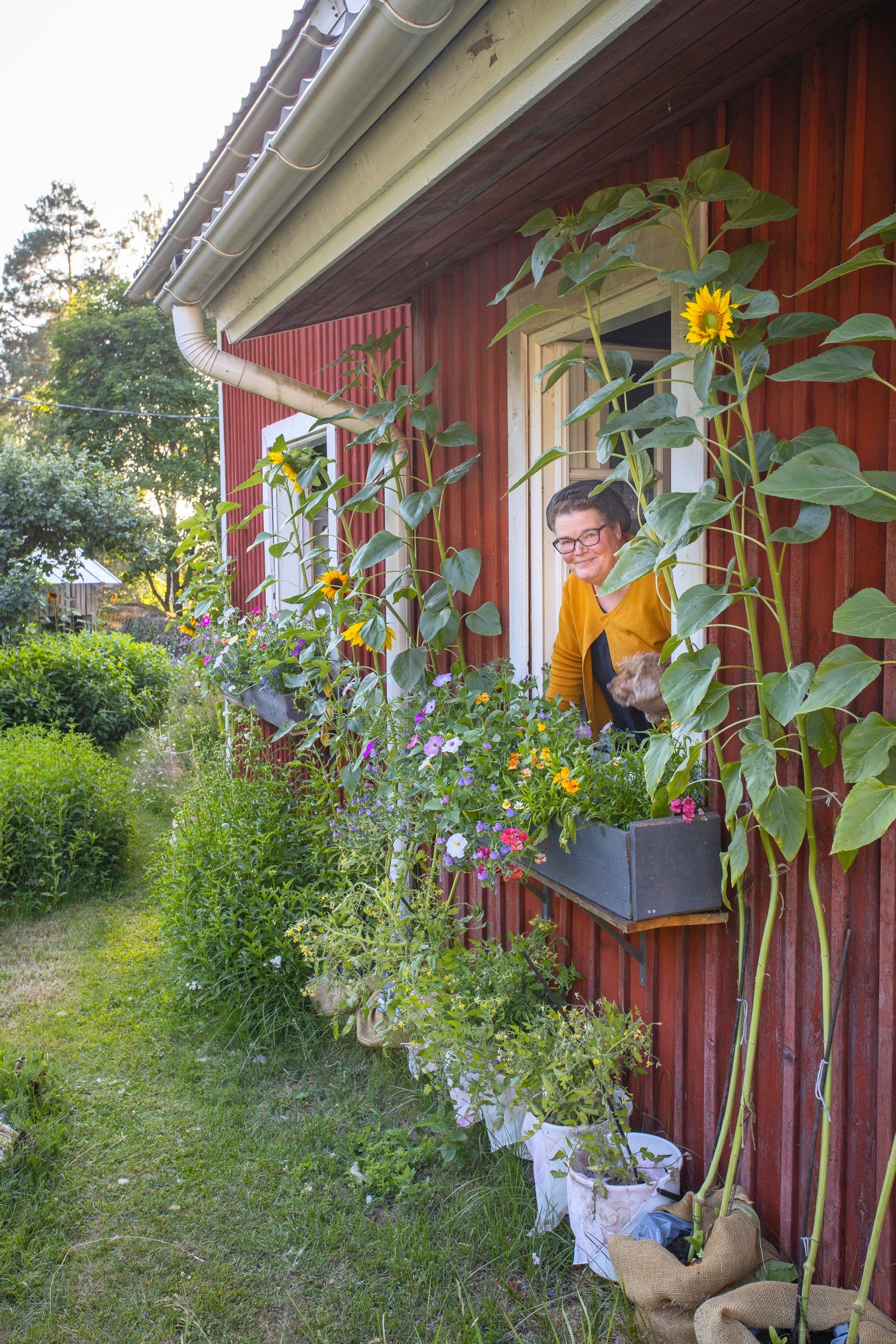 Maikki ja Nekku-koira katselemassa tuvan ikkunasta.