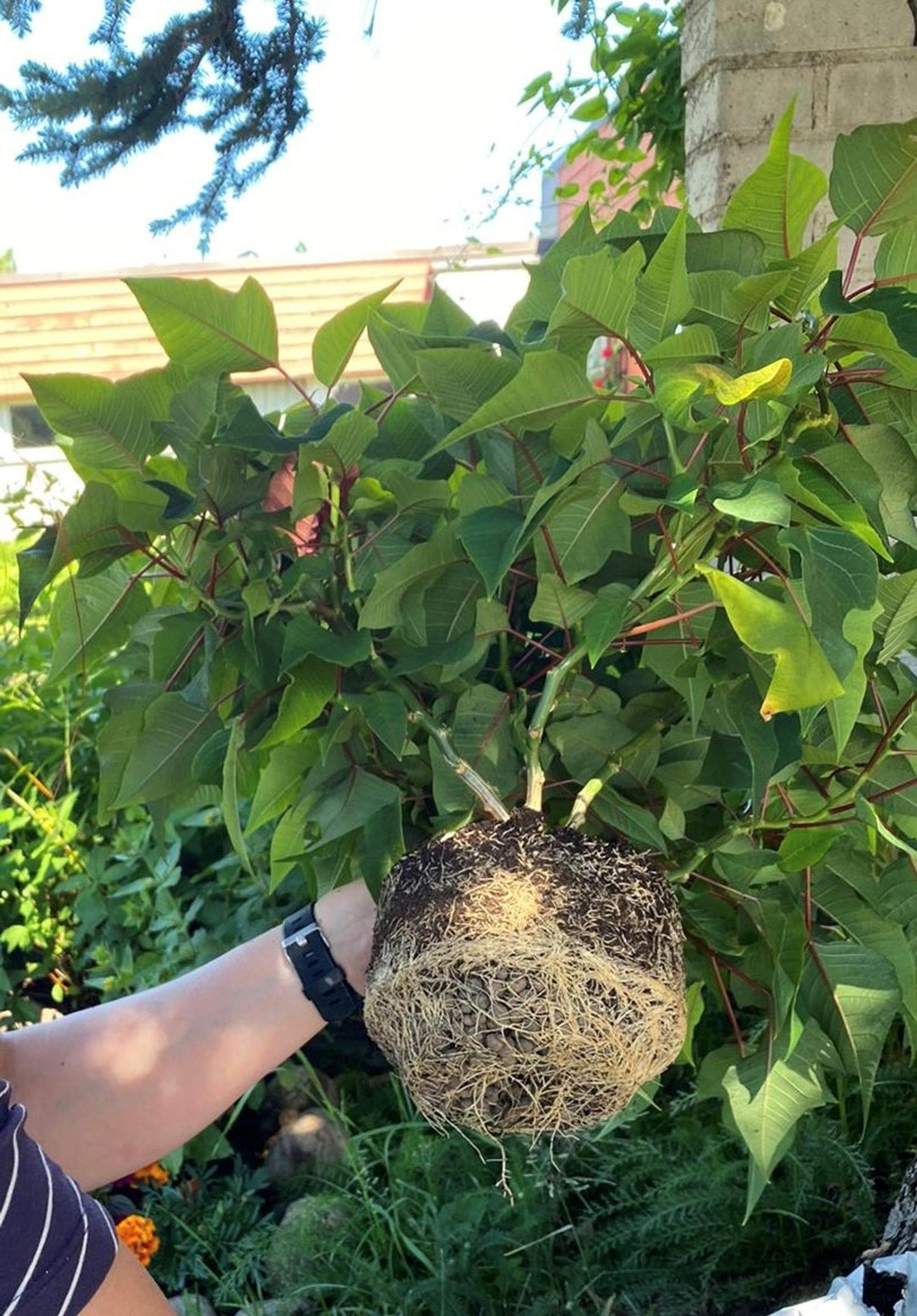 Hannan joulutähti poissa ruukustaan kesäkuussa 2020