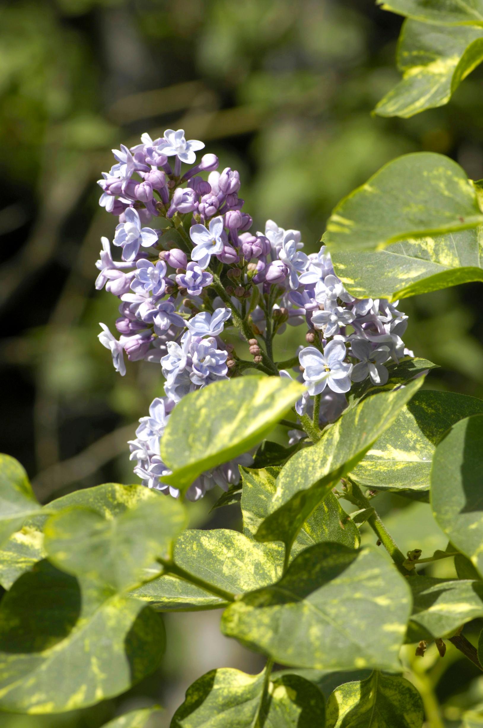 Jalosyreeni 'Aucubaefolia'