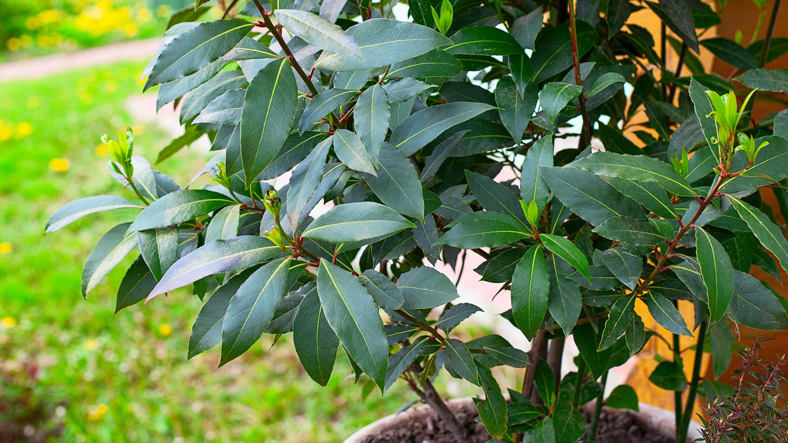 Laakeripuu tuo ruukkuun tuulahduksen Välimereltä – katso vinkit kasvin hoitoon