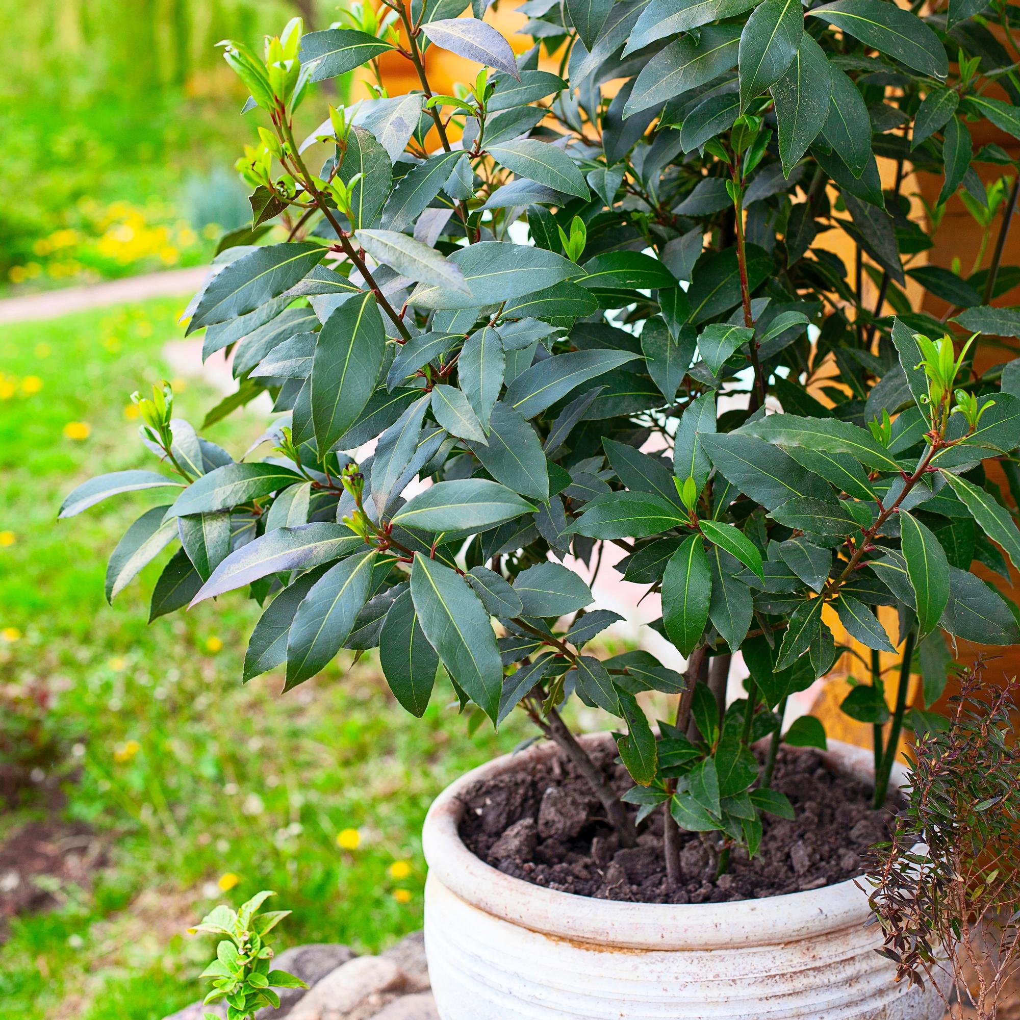 Laakeripuu tuo ruukkuun tuulahduksen Välimereltä – katso vinkit kasvin hoitoon