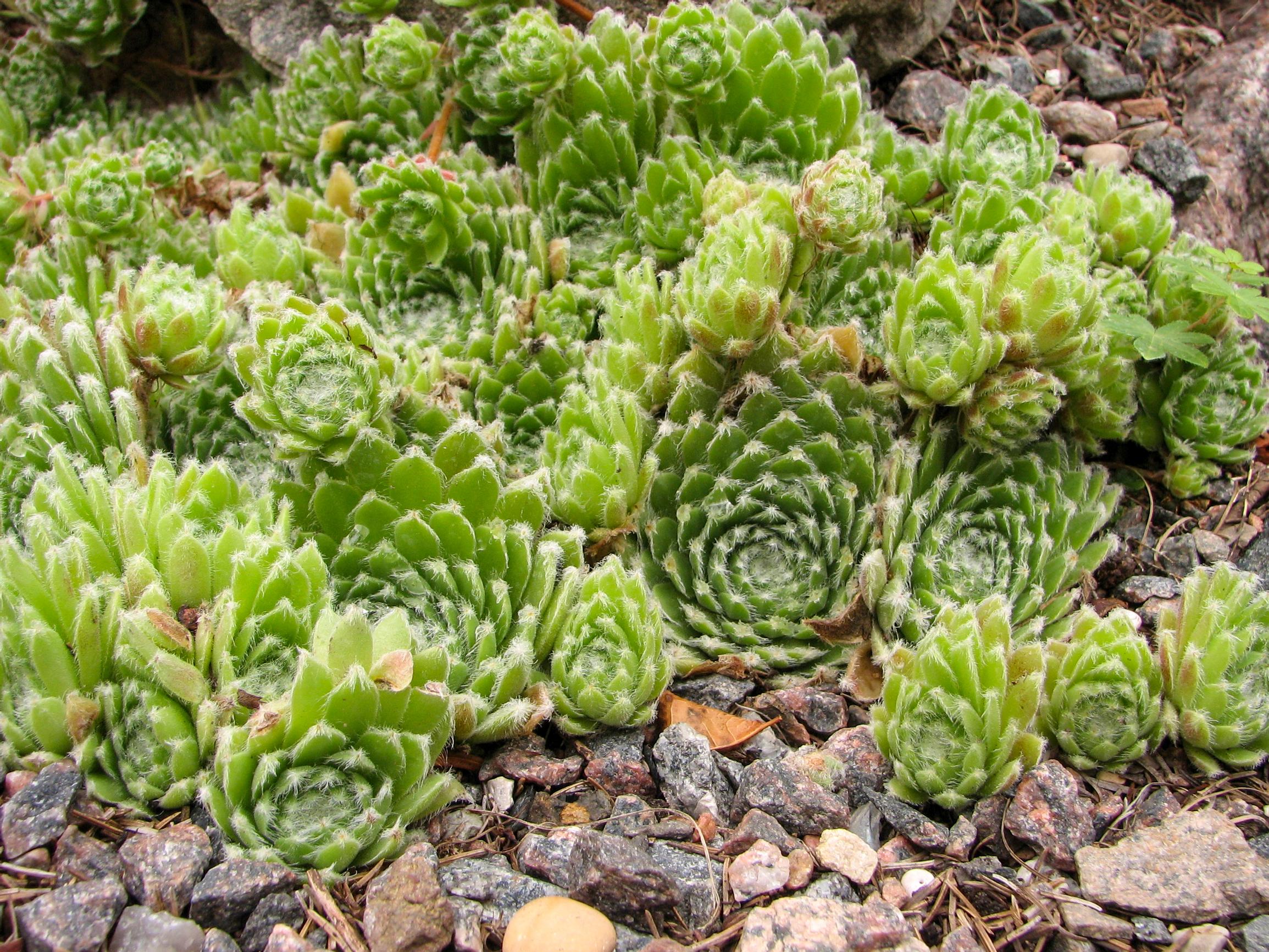Partamehitähti
