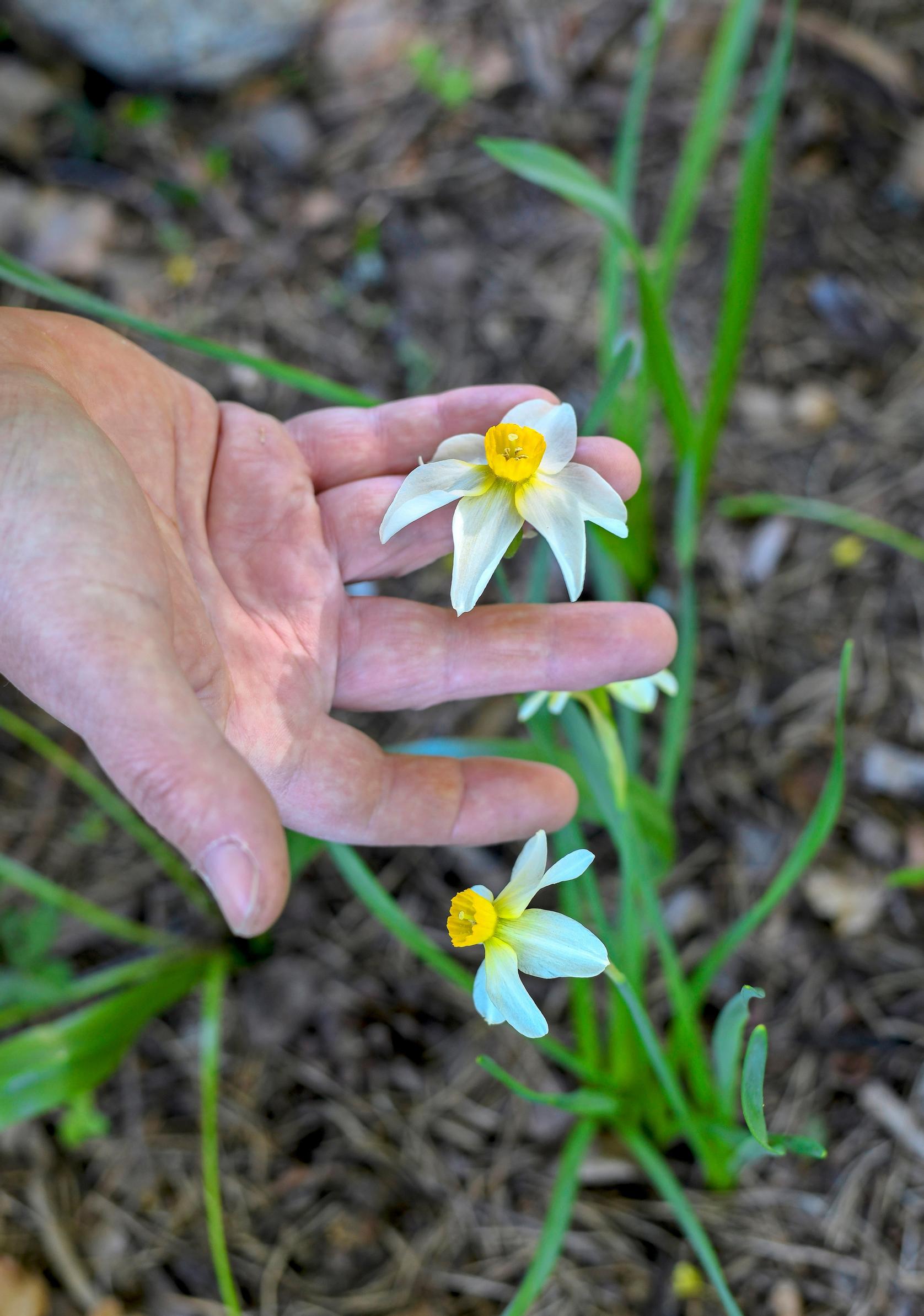 Syklaaminarsissi ’Beryl’