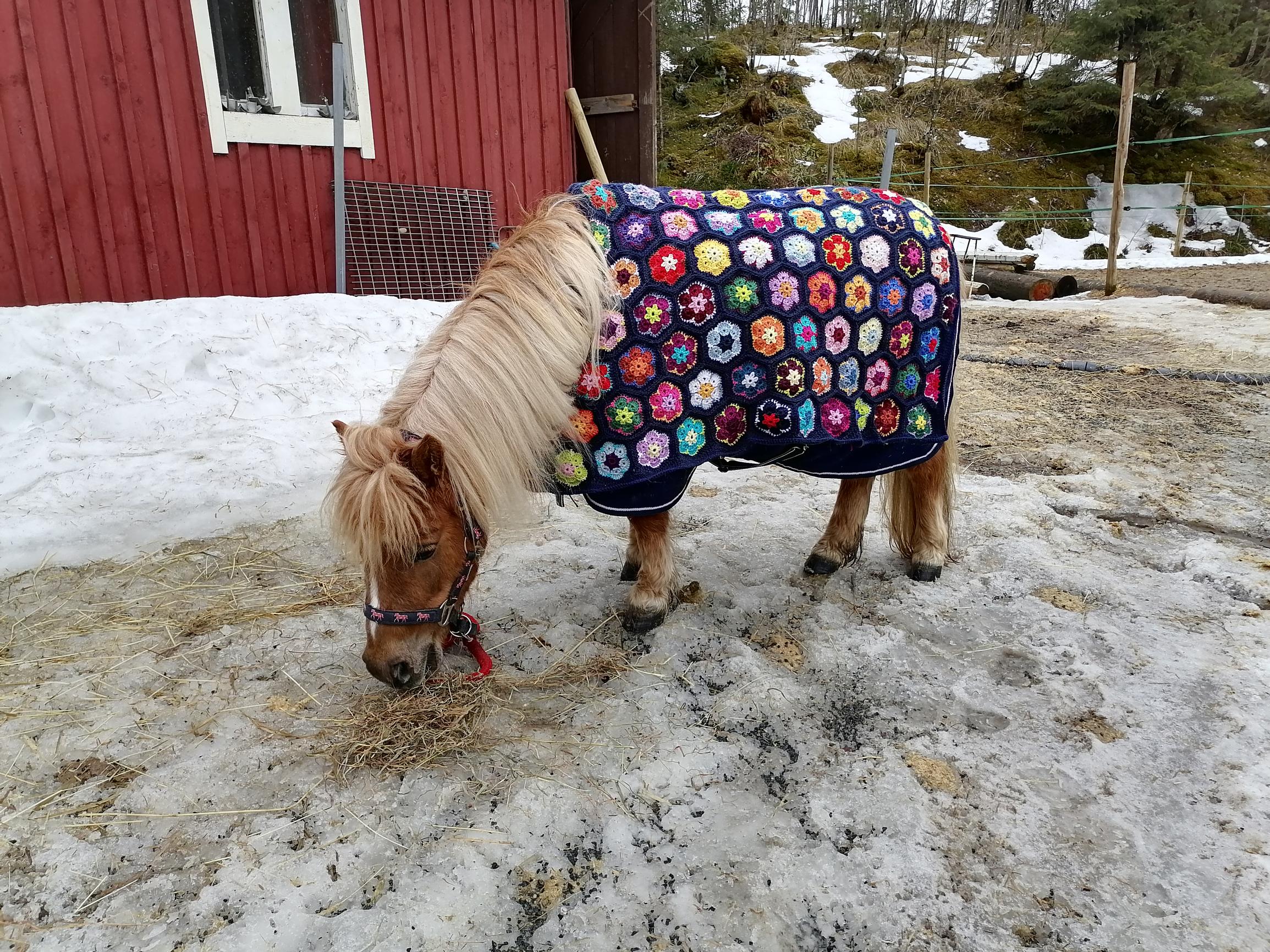 Ylläri-poni virkattu kukkaloimi päällään